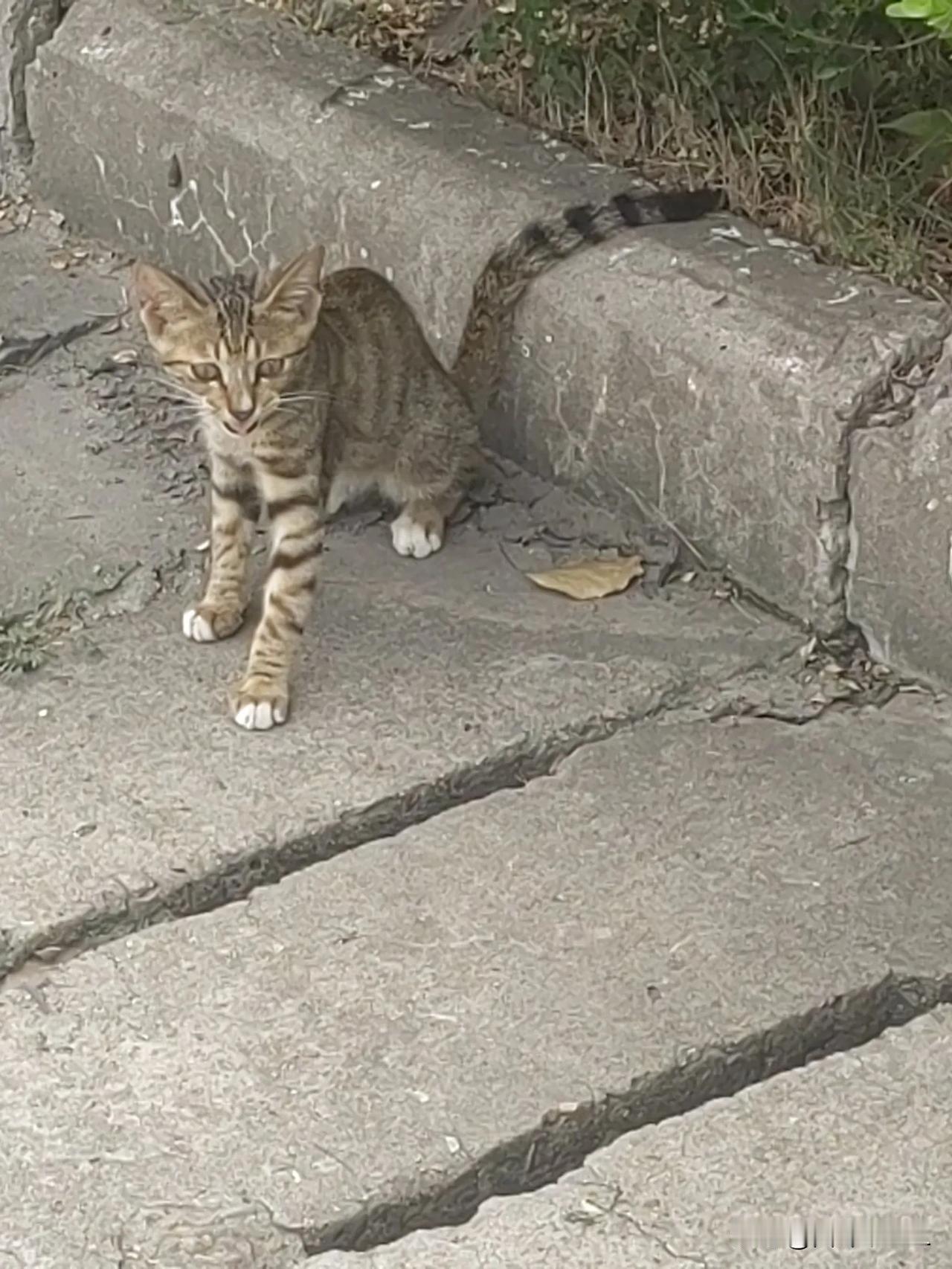 一只小奶猫探头探脑，好奇地打量着这个世界。