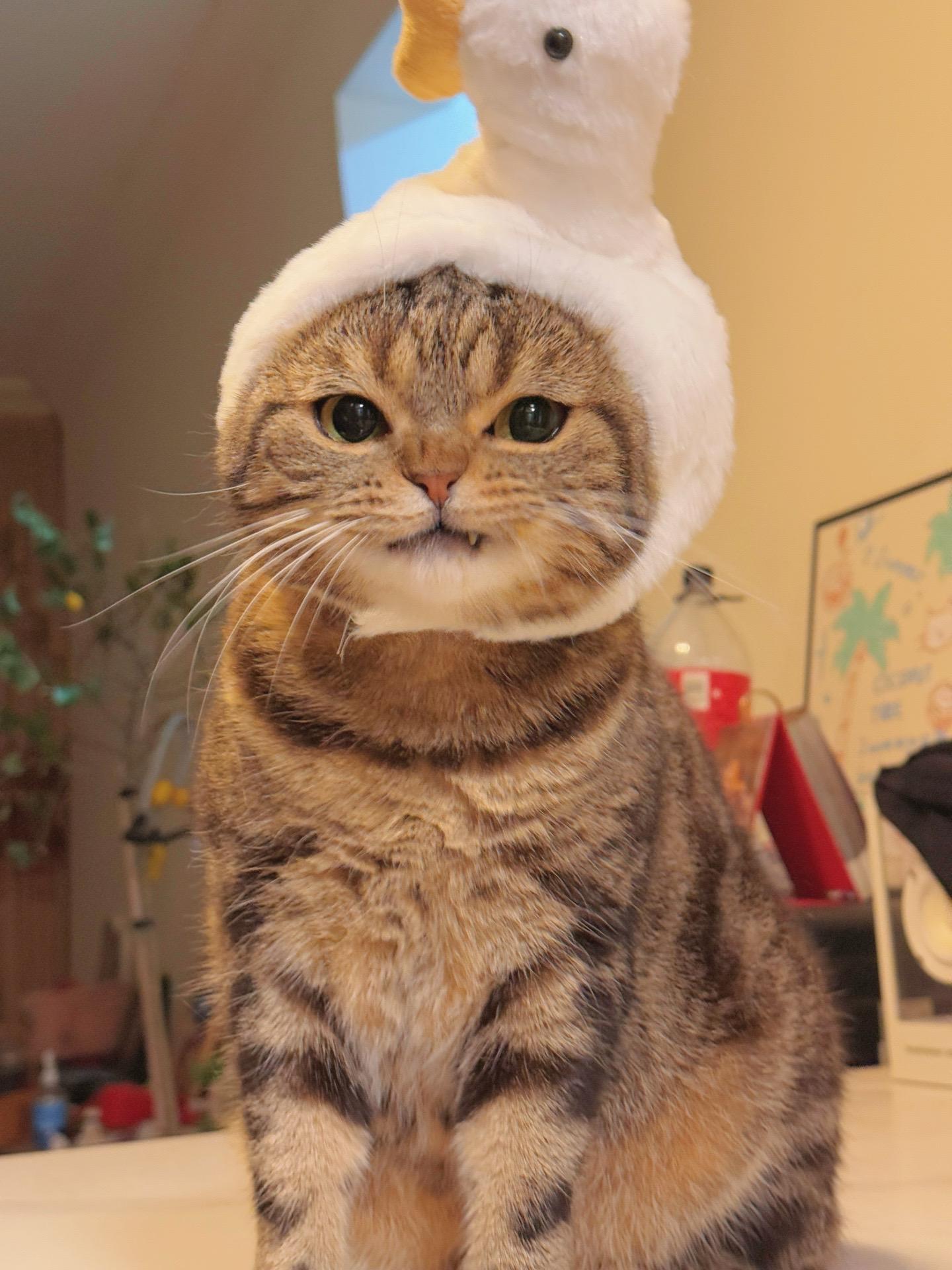 我是小猫鸭。是小猫还是小鸭鸭