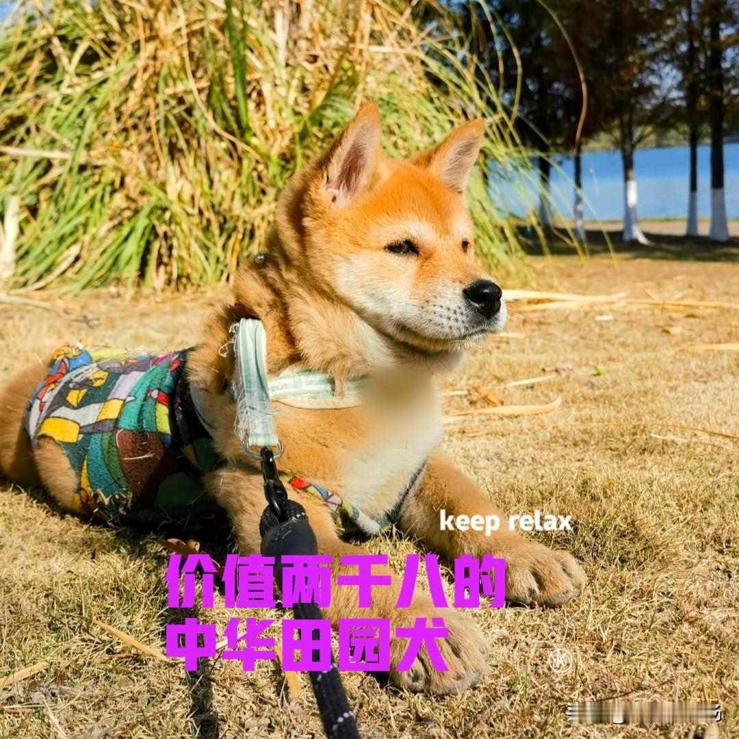 今天下午天气不错，到附近的公园里面晒了一下太阳。公园里的人很多，有些人都还把宠物