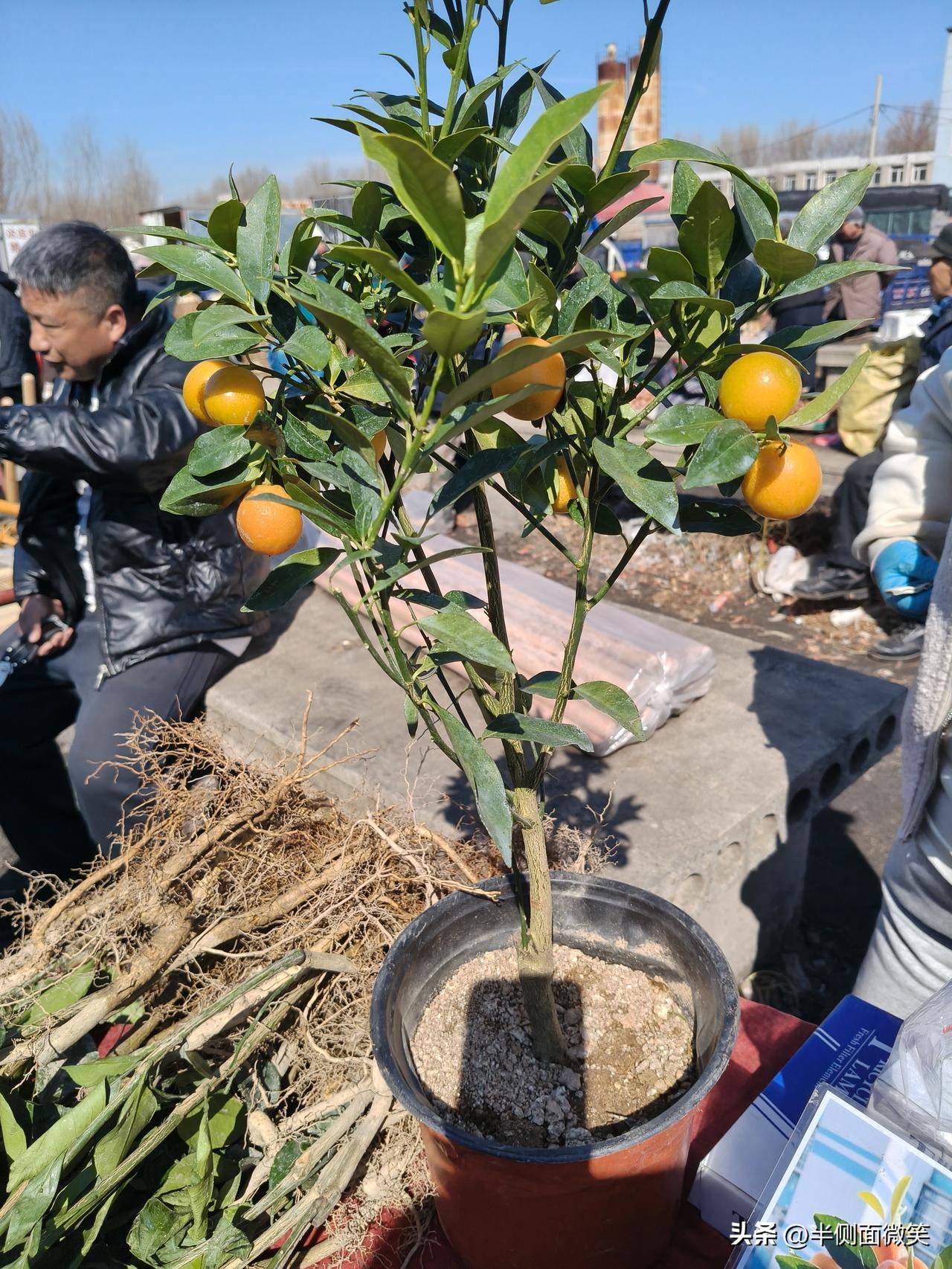 我上哪给你拍去