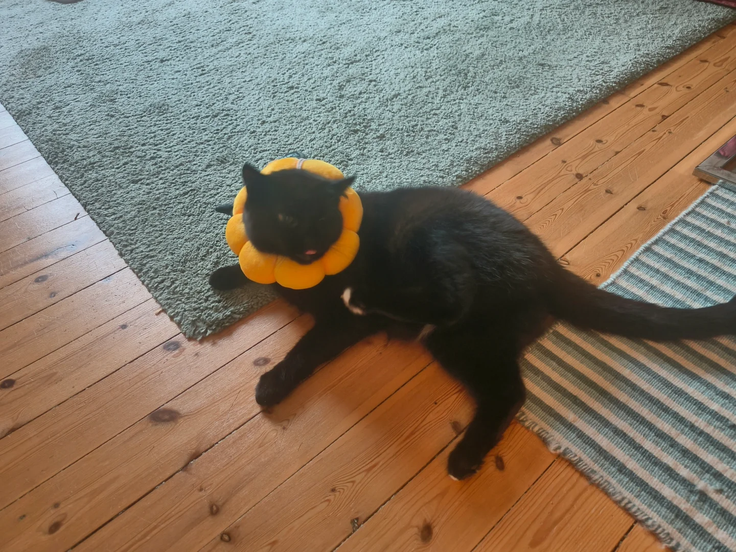 小猫说我给她买的伊莉莎白圈只能当枕头