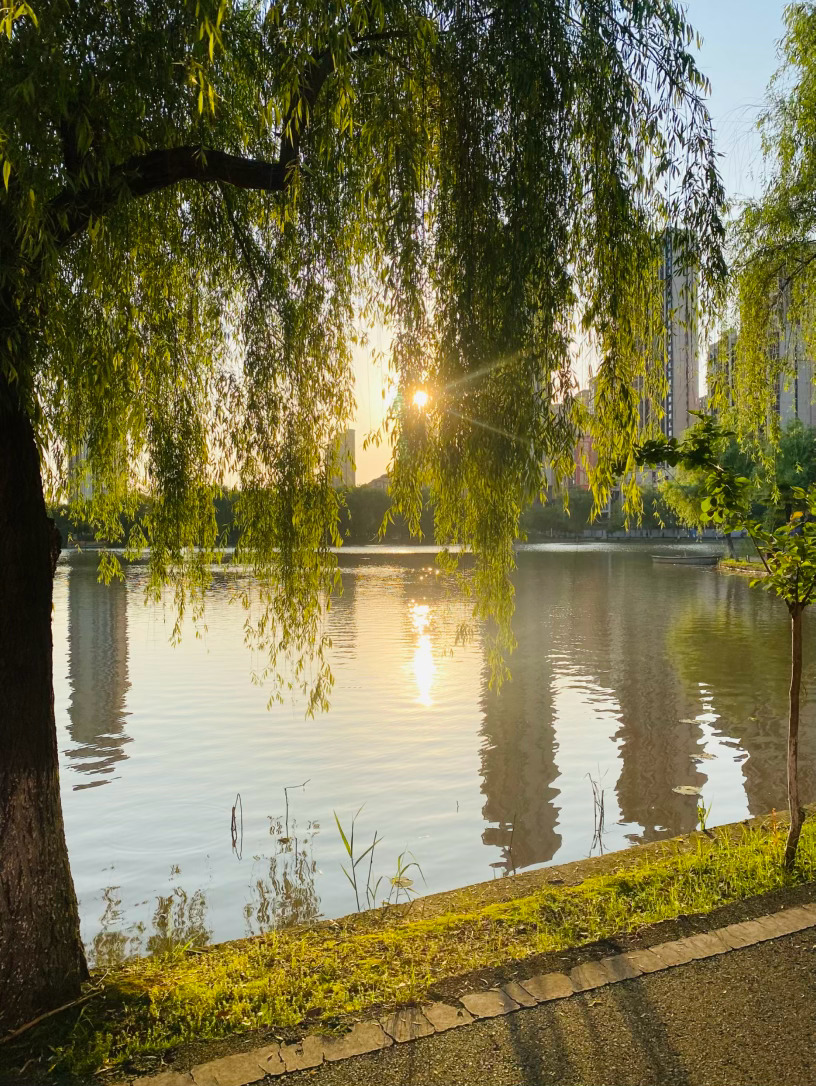 生活手记记录真实生活摄影摄影摄影 夕阳被垂柳柔长的枝条轻轻挽住，不忍它过早坠入夜