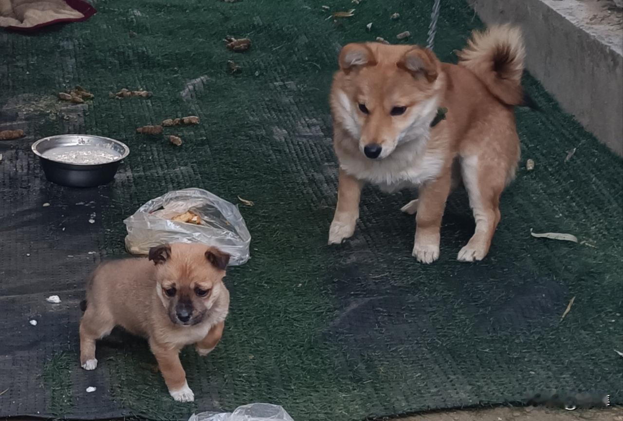 犬儿相依偎，岁月静好时。