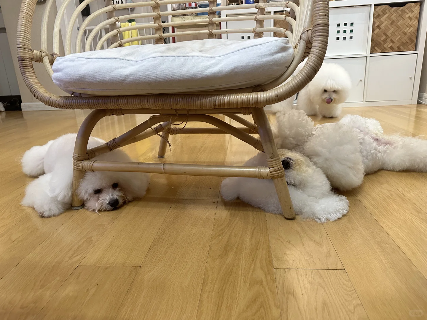 这是一定要卡在椅子下面才睡得着嘛？