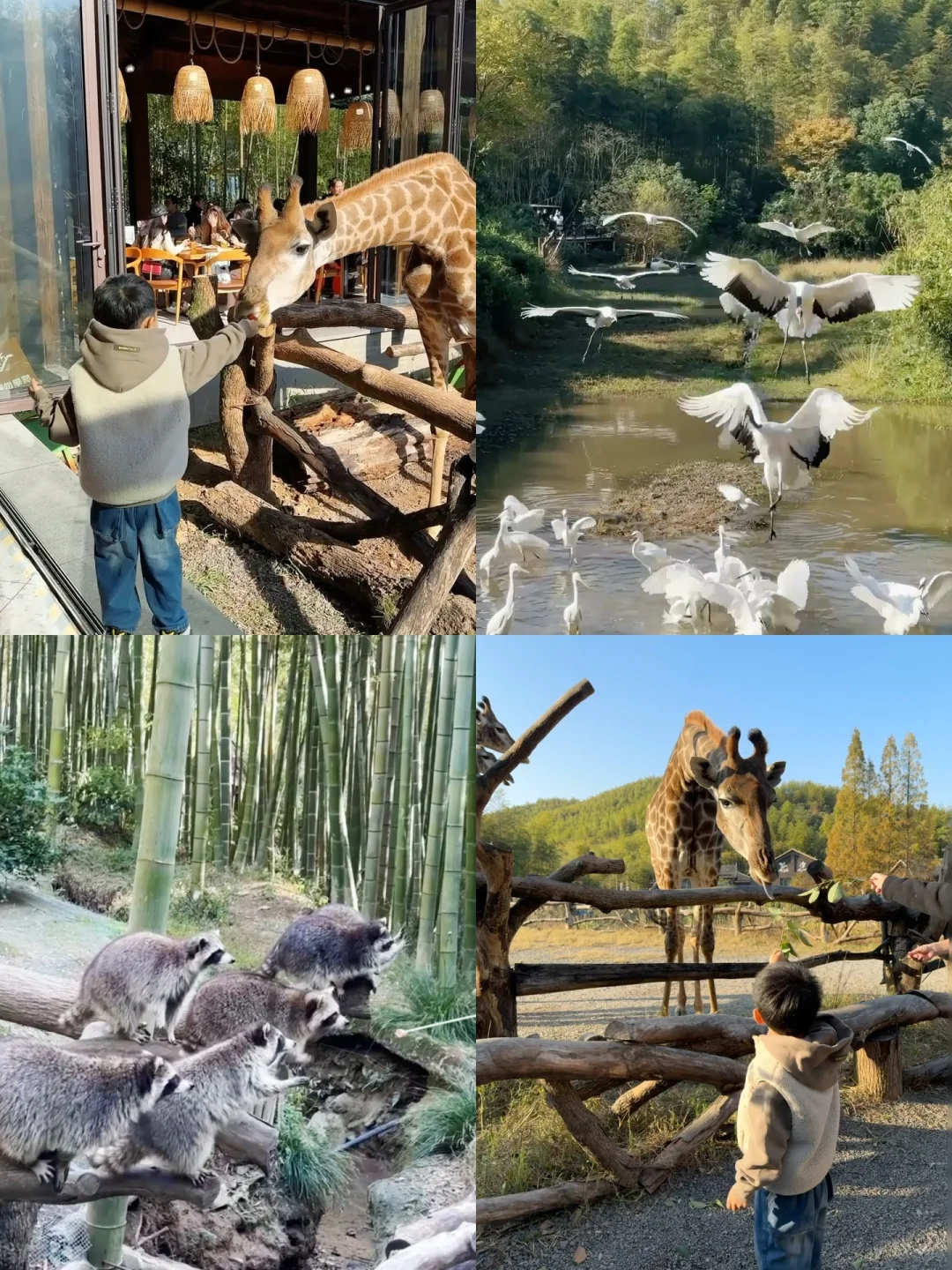 🚗周末离沪48h｜湖州小肯尼亚一站式遛娃🦒