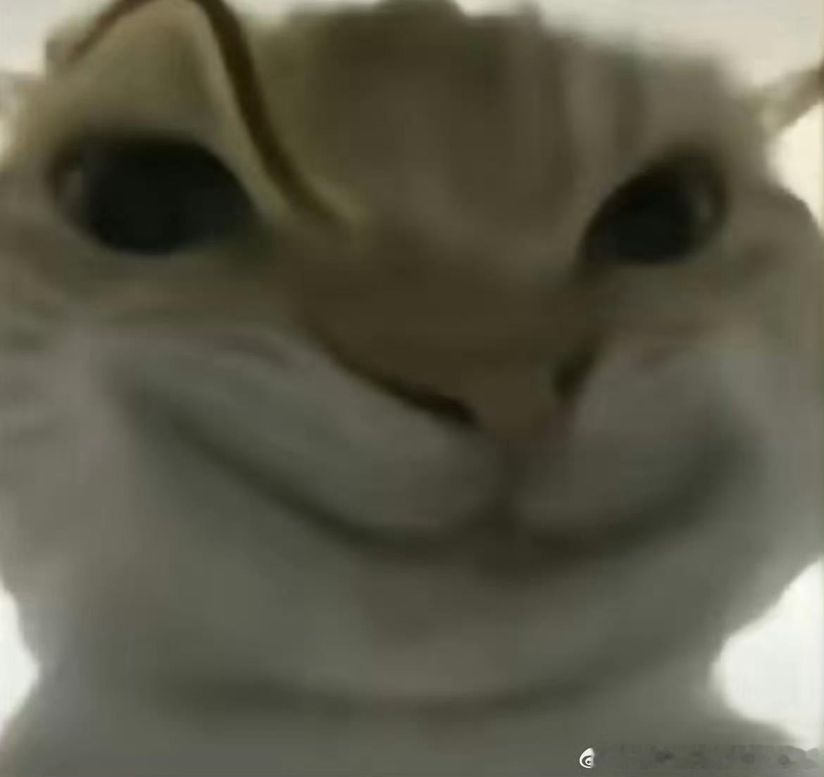 好萌呀咪咪