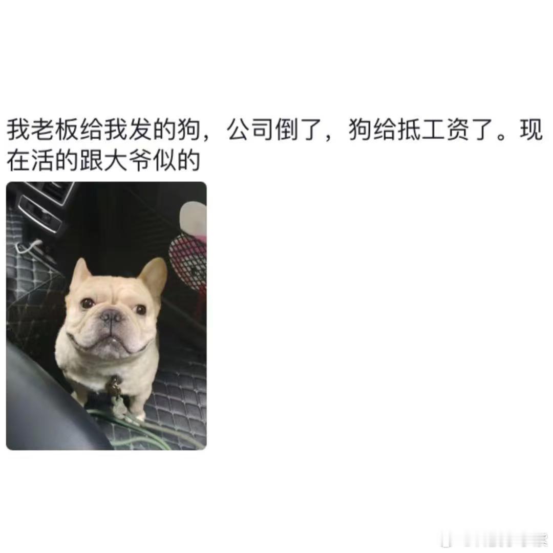 离职要上交公司小狗这老板太精了，自己一手带大的宠物肯定舍不得，这辈子就焊死在公司