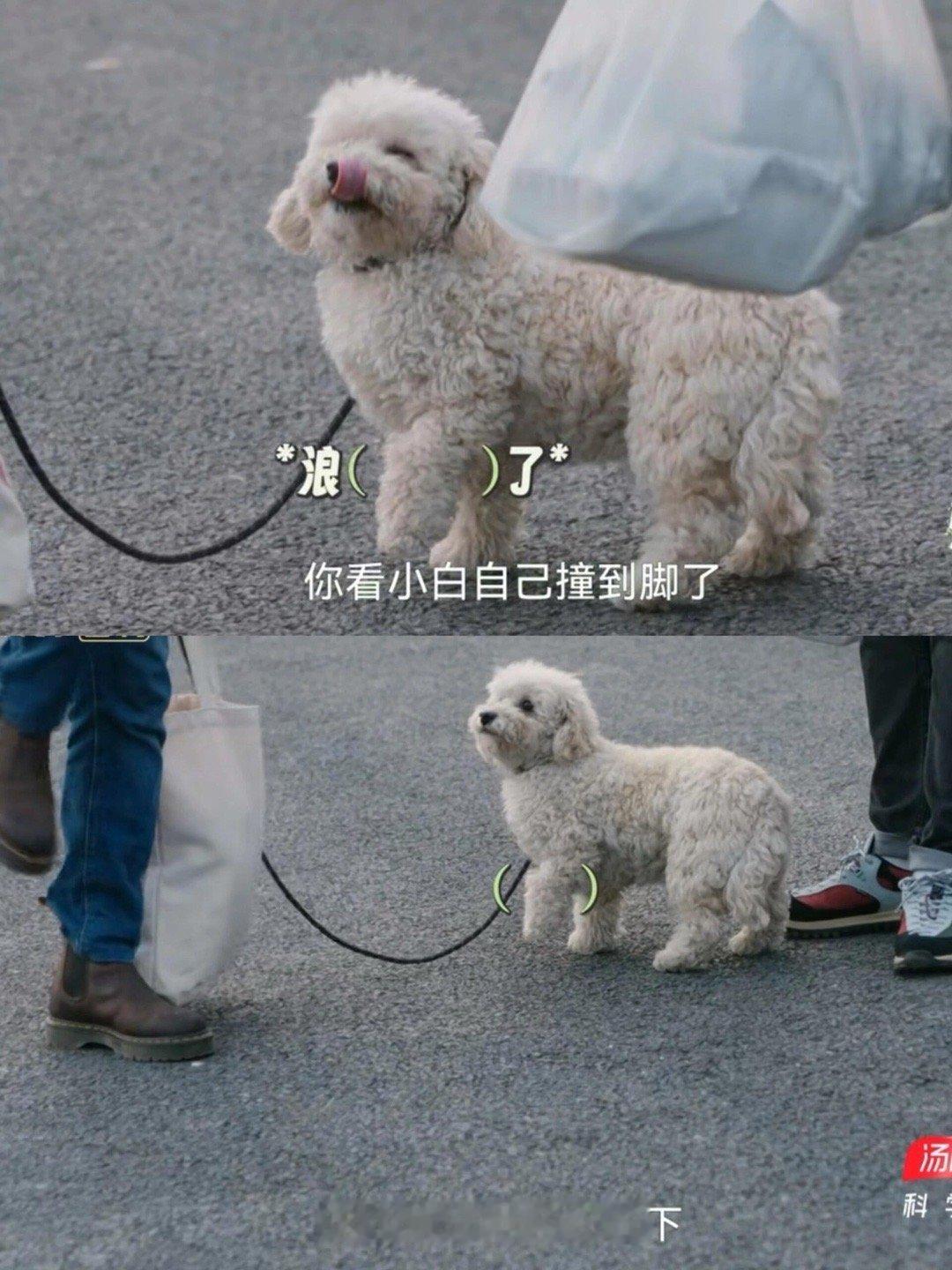 张颂文的小白可爱鼠了[心]小白简直是可爱到令人失语！ ​​​