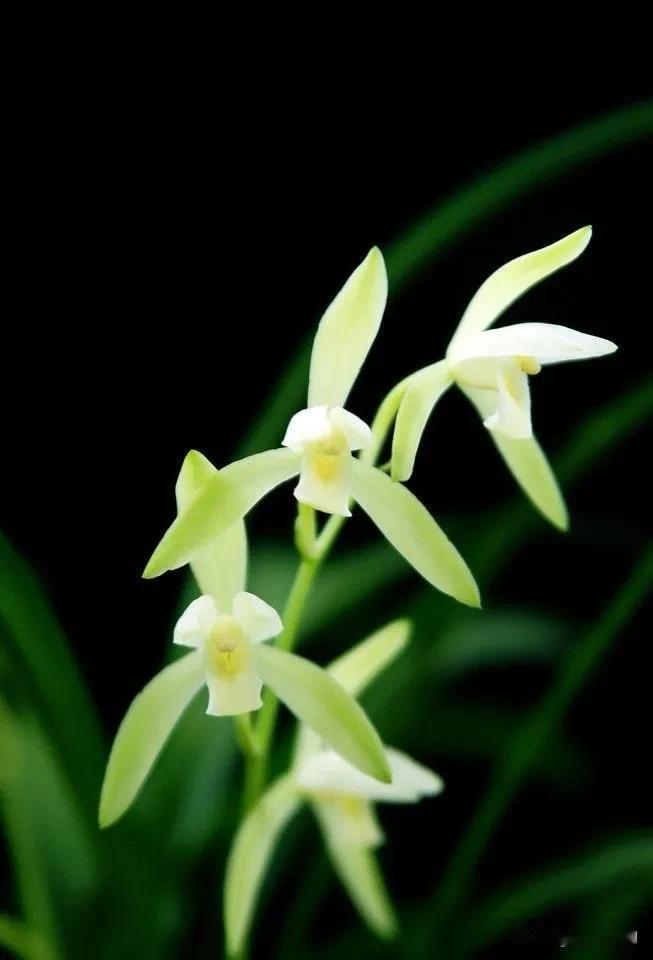 花开如雪，清香扑鼻。光阴含香温润，生命浅笑安暖