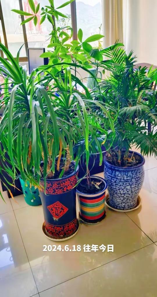 绿植增添生机与活力