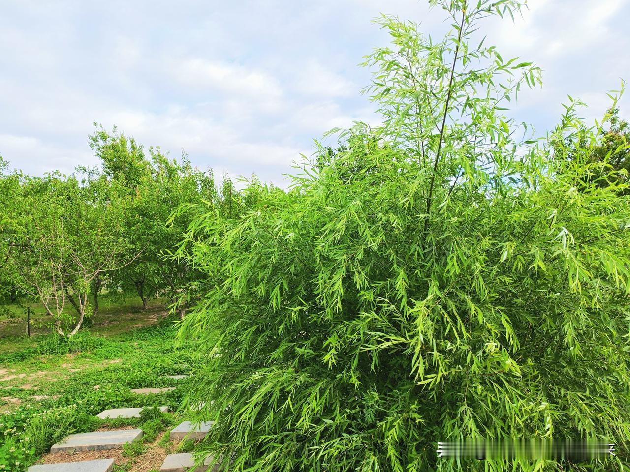 公园美丽景随拍