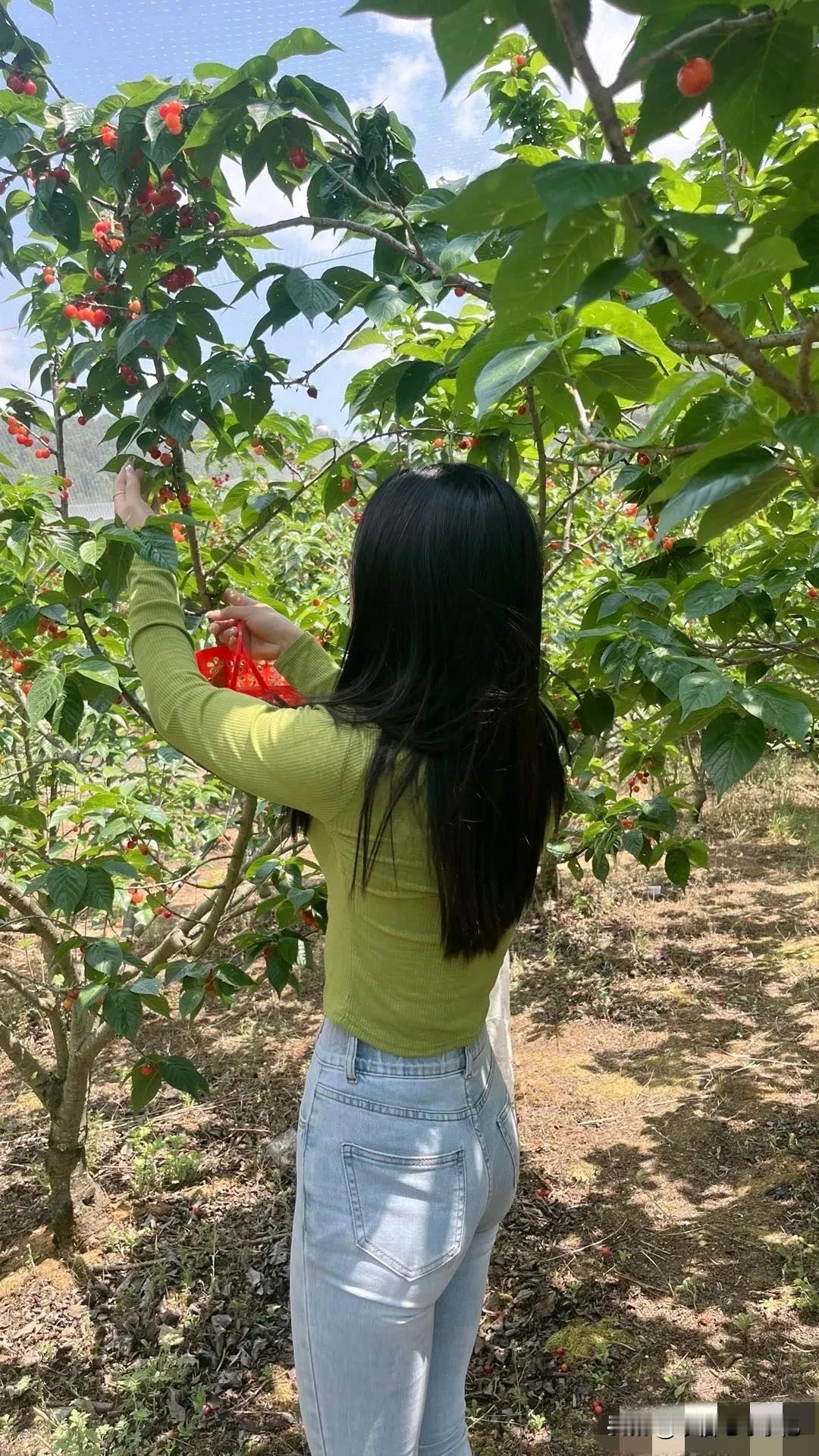 现在正是摘樱桃的时候