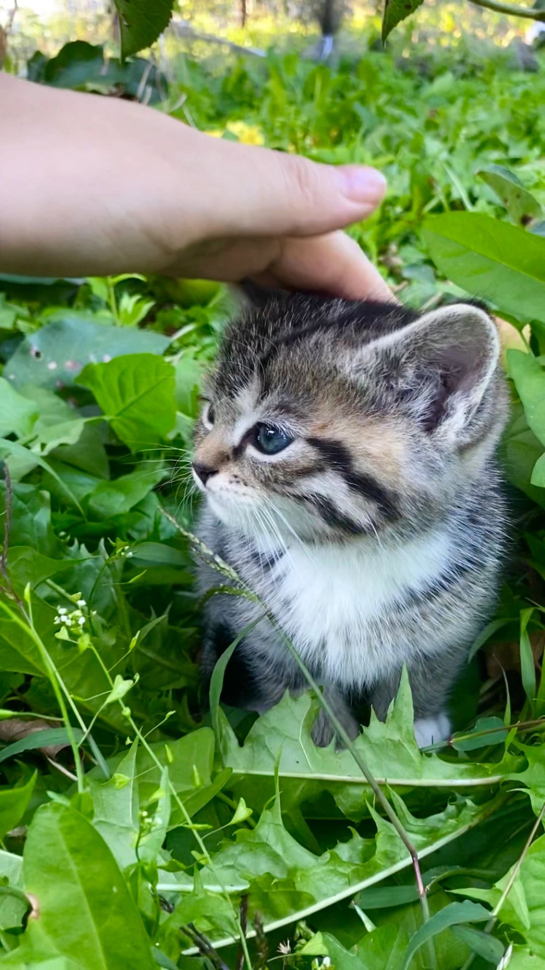 关于草丛里的猫从什么时候变成了我的家人