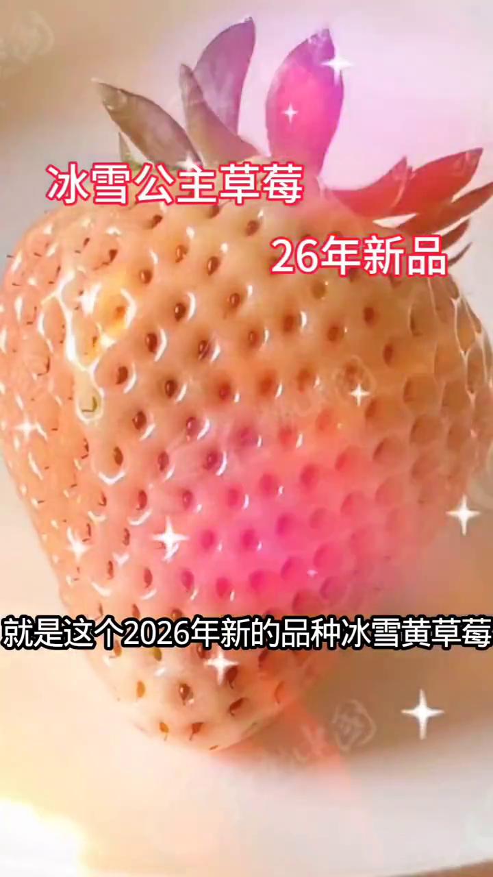 家人们，今天我来到玉林五彩田园发现了一个好东西，就是这个二零二六年新的品种冰雪黄