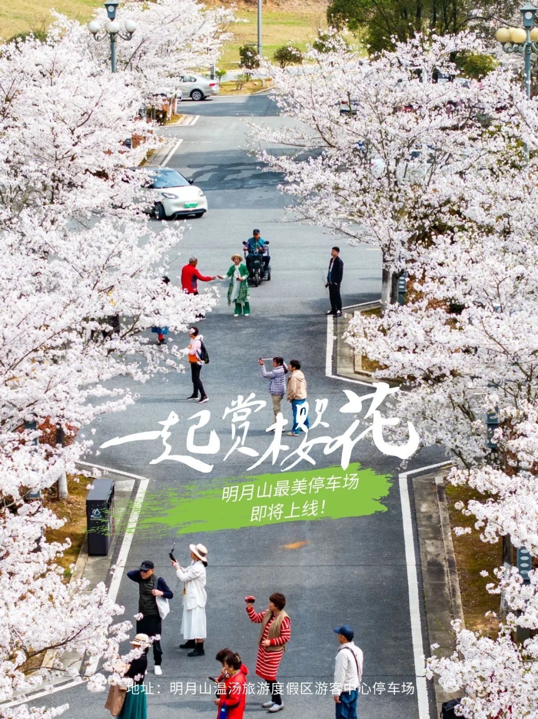 本周末进入盛放期！明月山樱花停车场上线🌸