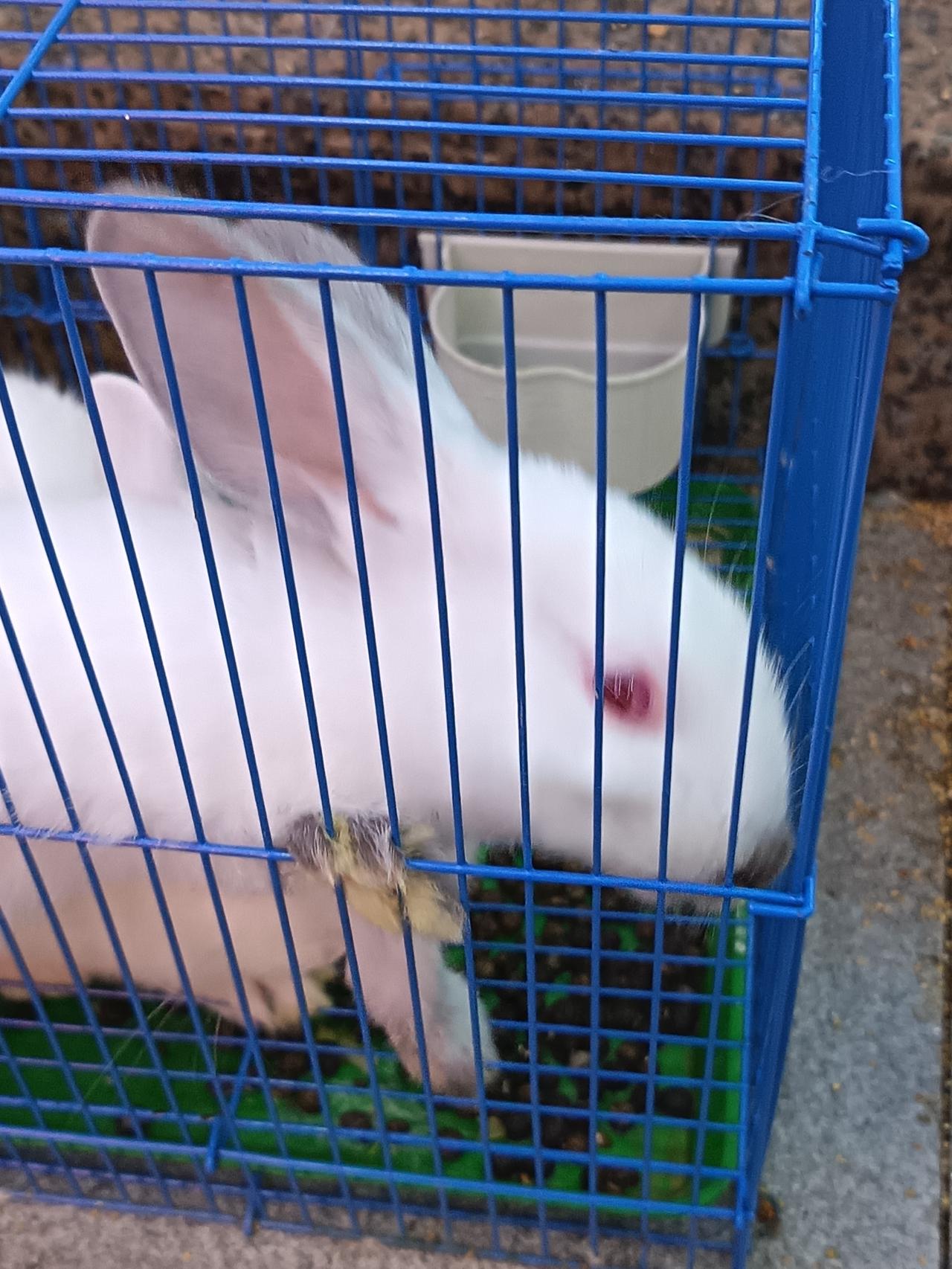 它耳朵“唰”地立起来，红眼睛瞪我：（像在说）“要你管！这栏太矮啦！”
我笑：“就