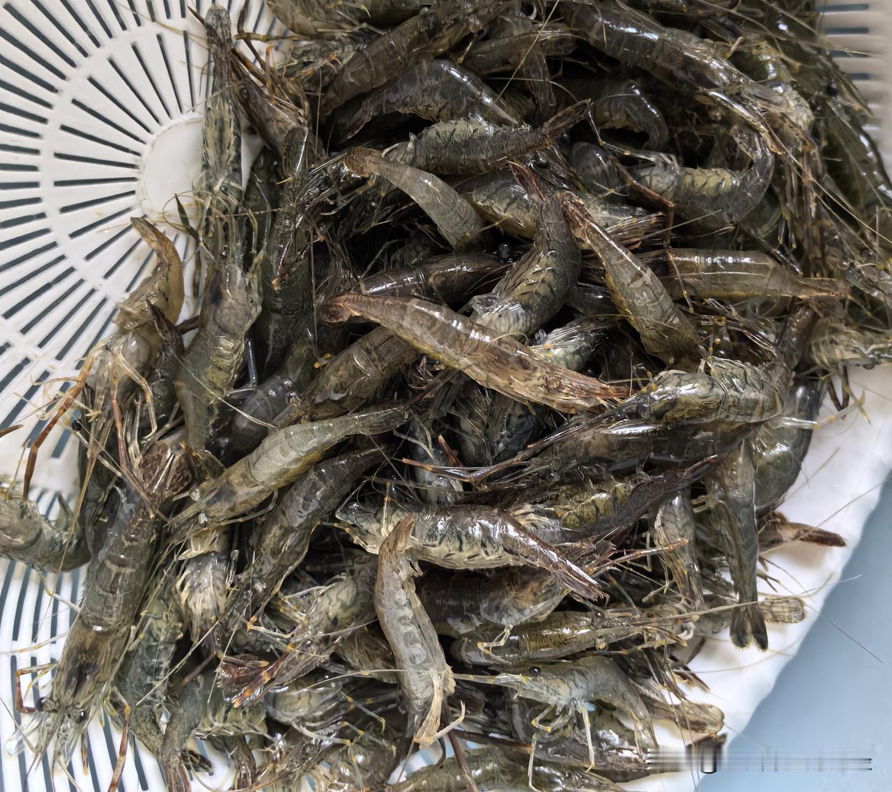 又到了吃籽虾的季节。记得小时候吃的籽虾，大小不一、有公有母，现在的籽虾大小出奇一