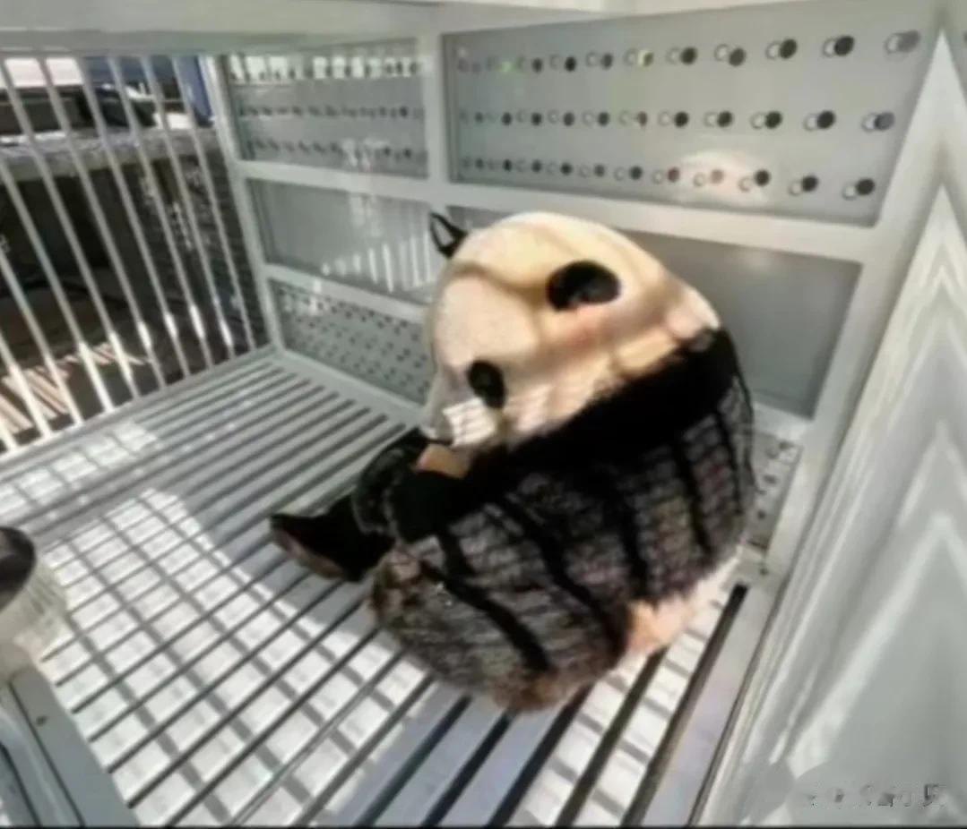 小奇迹真的好棒！
安安静静坐十几小时飞机回家。
上飞机前有网友拍到小奇迹叫了一声