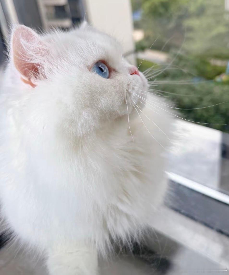 小猫吐了一颗小乳牙不是什么贵重东西，但乳牙和胡须都是它长大的证据，一点点收好，感