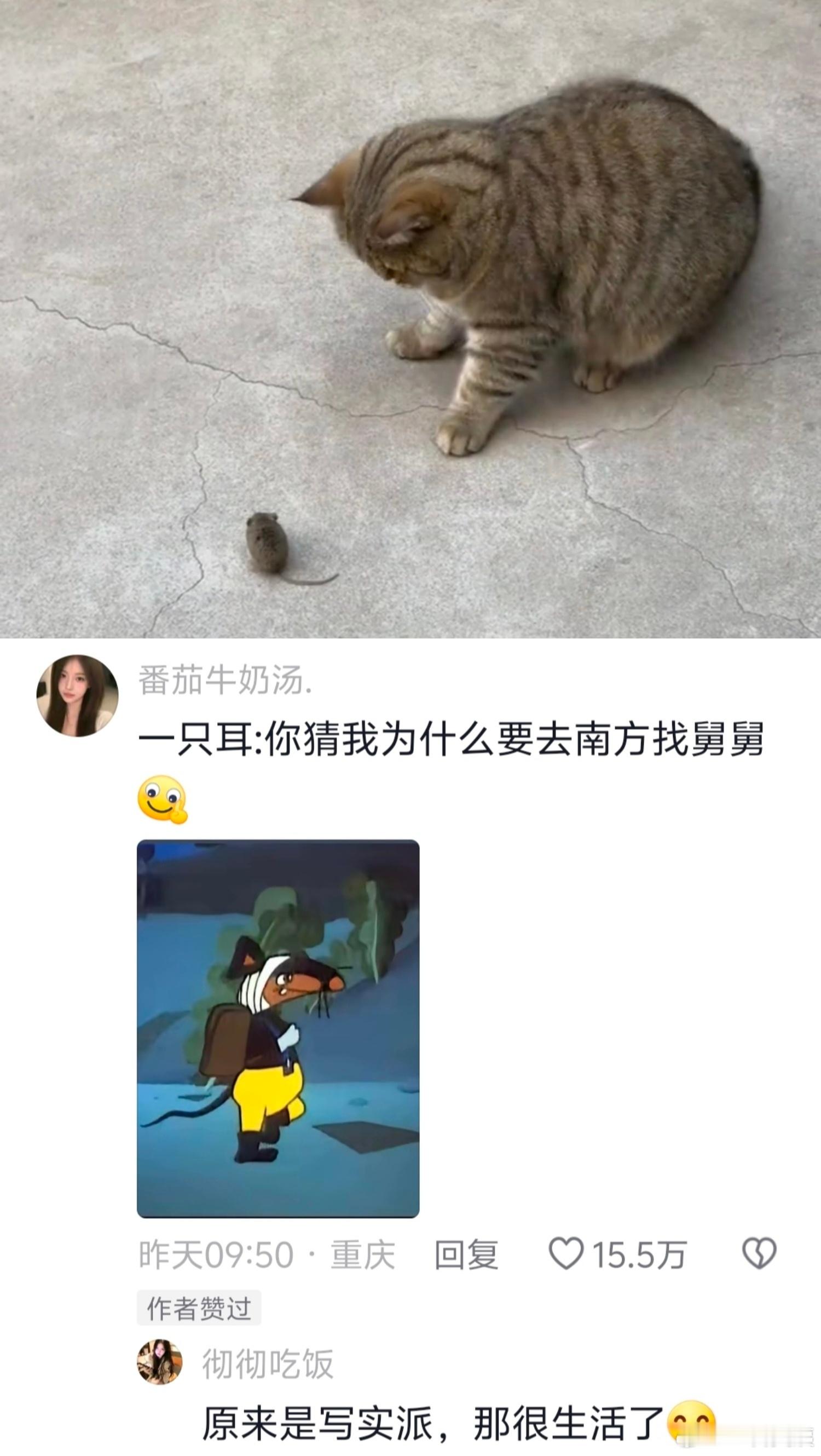 南方人:建议南鼠北调！南方鼠鼠不语🤣👌只是一味长得比猫还大 