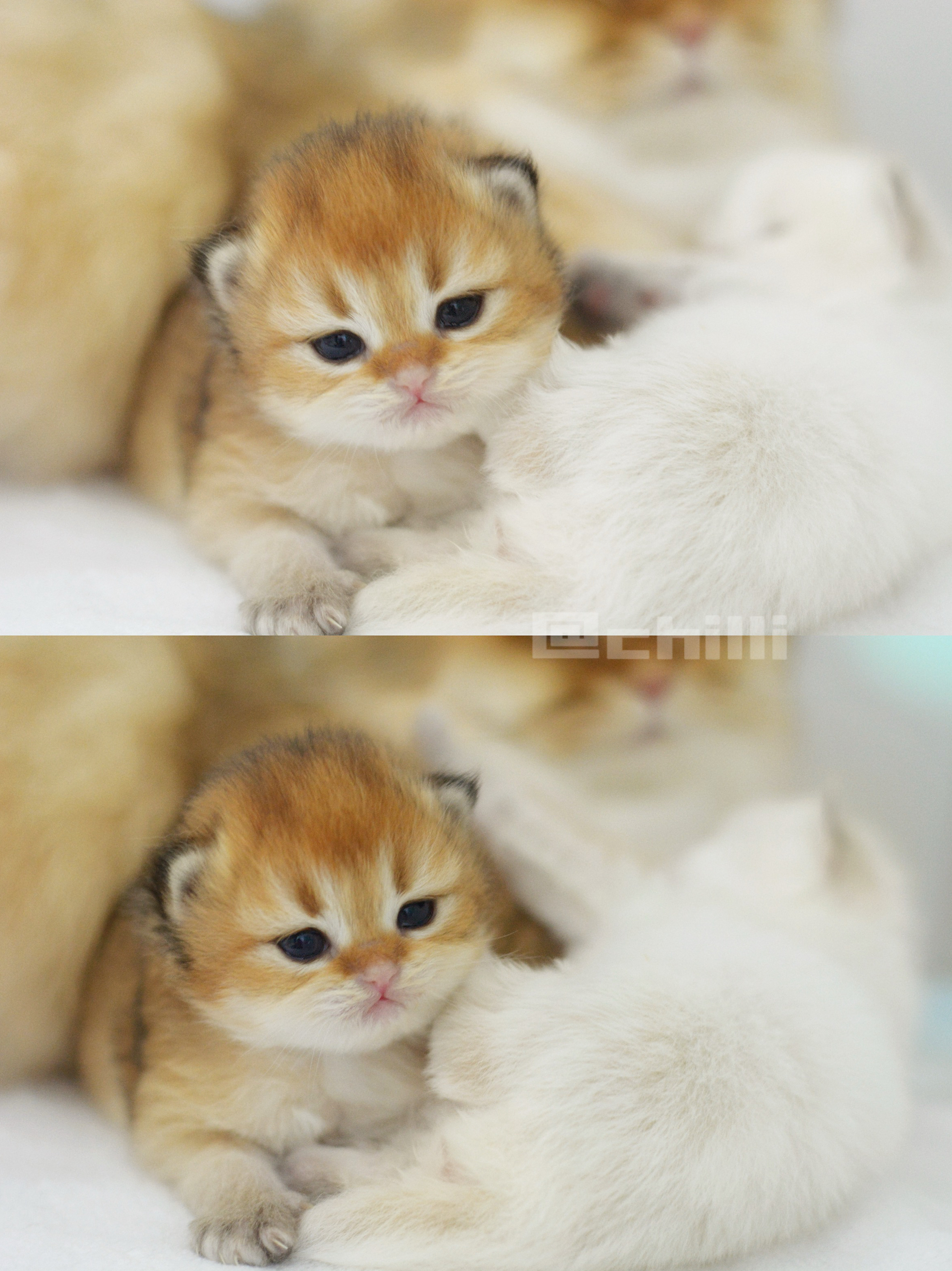 [抱一抱]#金渐层##英国长毛猫# ​​​