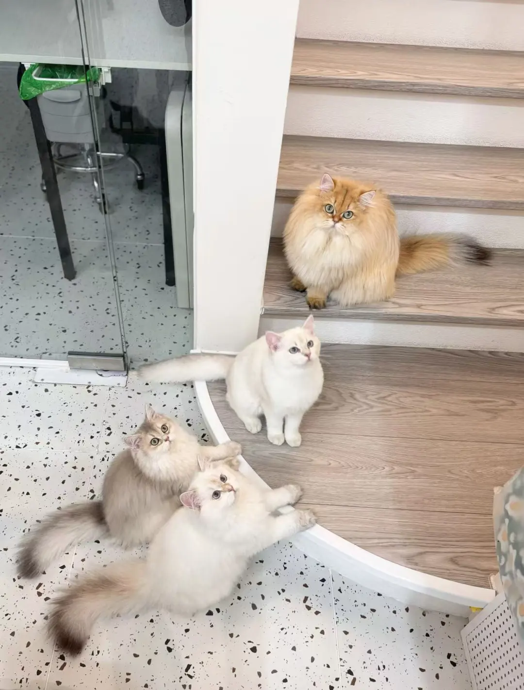 小猫咪们都坐好啦，准备上课