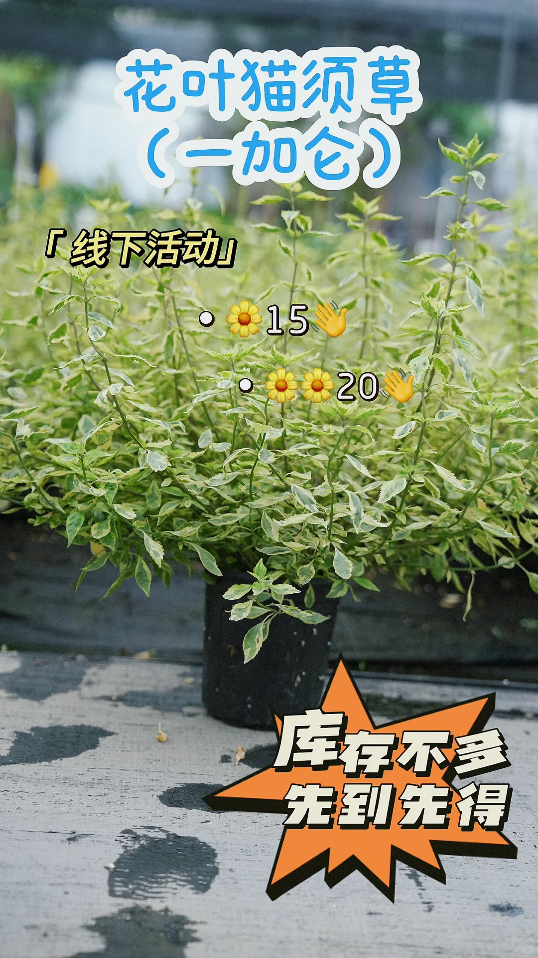 太阳花｜👀是谁还没有来领养花花呀！