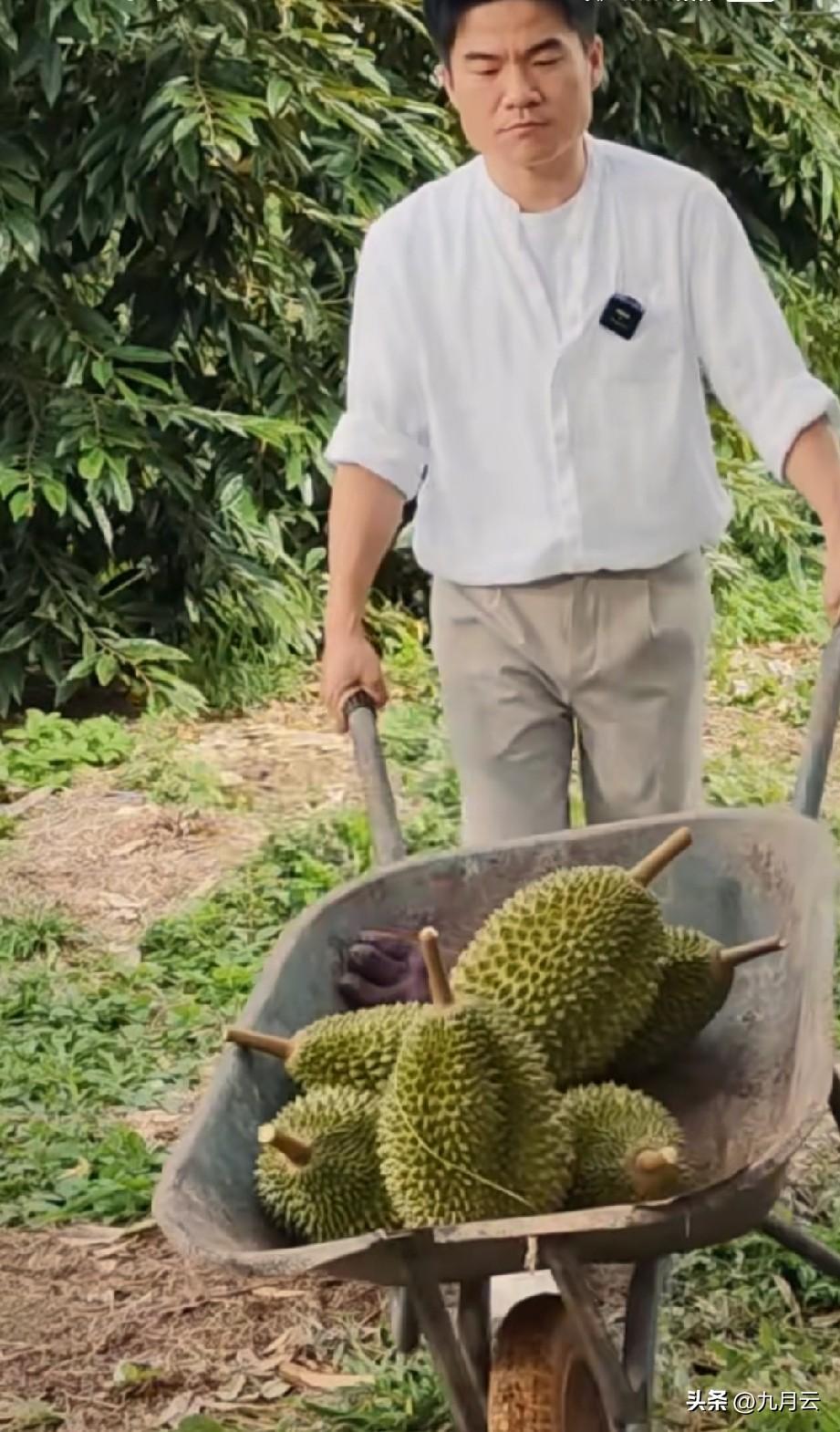 广西商务厅终于更新了董宇辉在马来西亚的视频。真的是榴莲自由了，还推起了独轮车，一