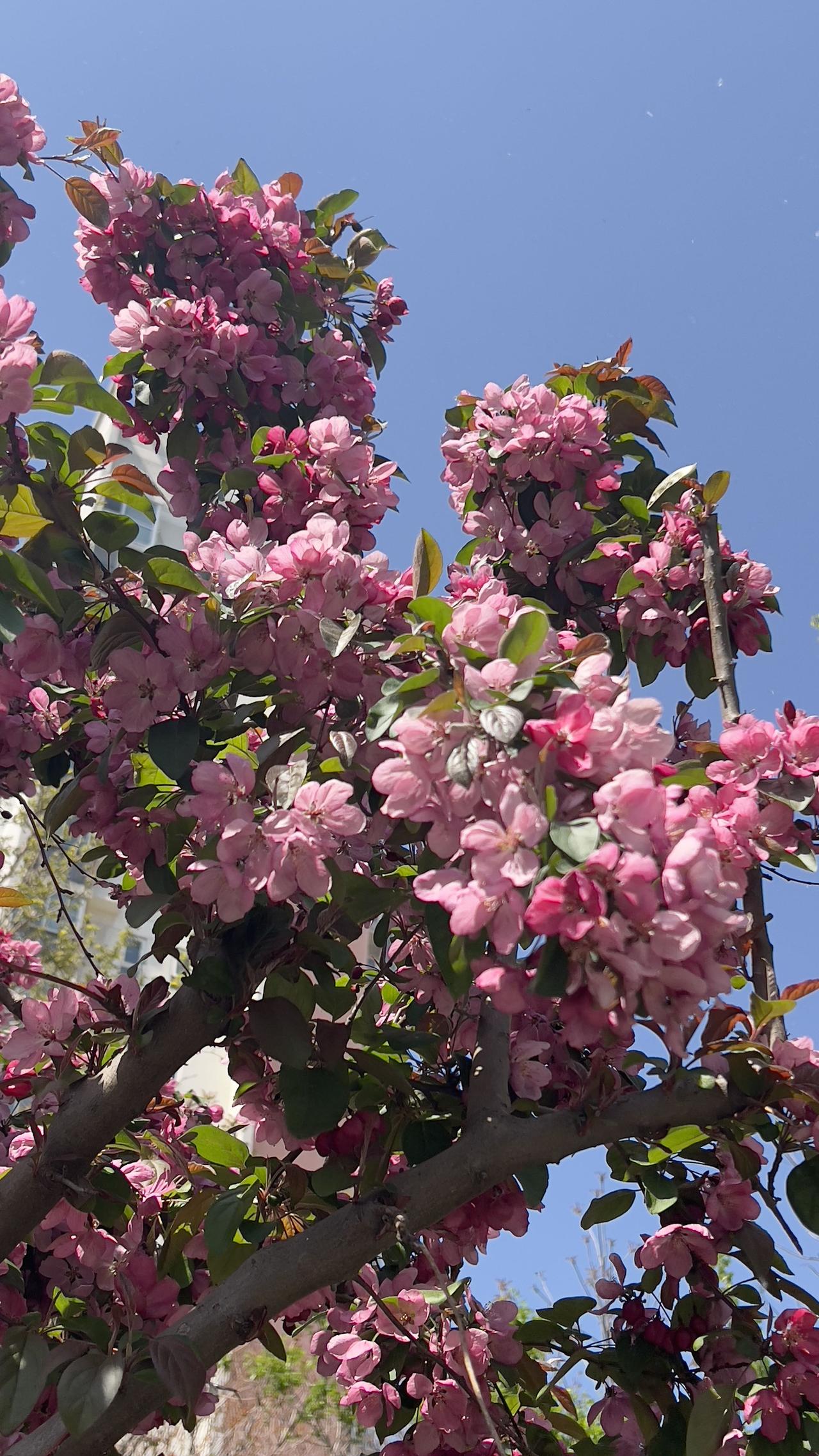 2026年，在小区公园邂逅了西府海棠花，美得让人挪不开眼。4月中旬迎来了西府海棠