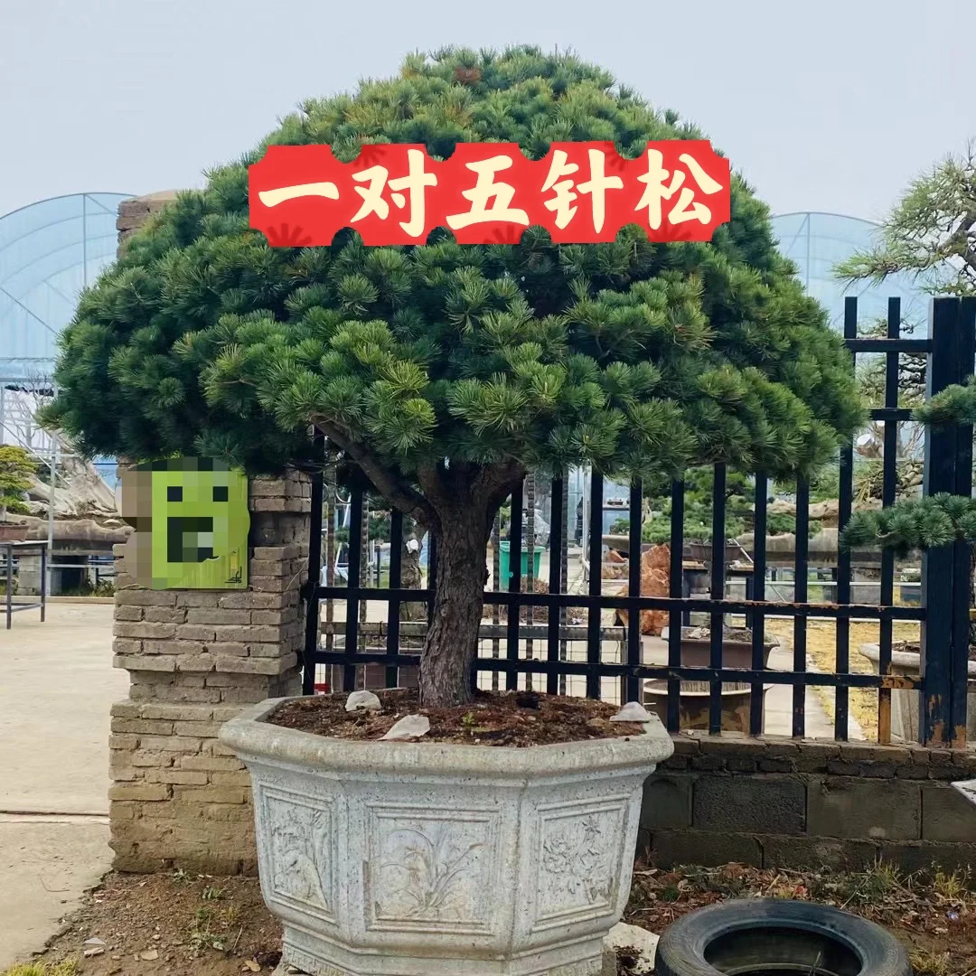 一对五针松盆景
