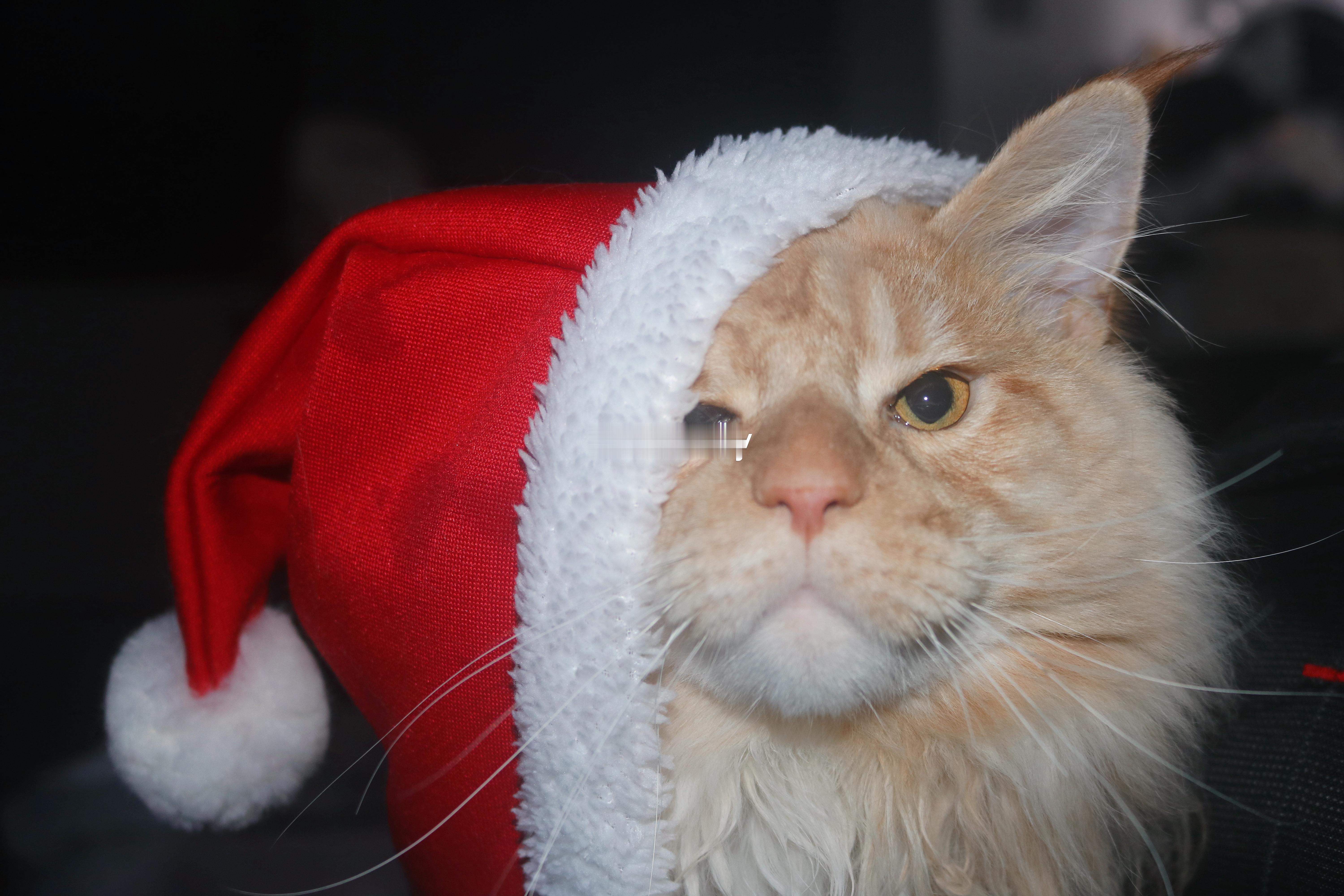 咪祝你们圣诞快乐 