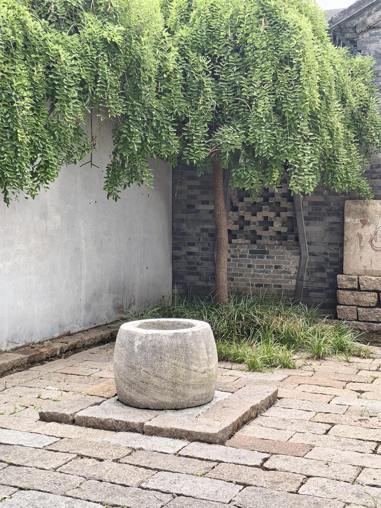随手拍的绿植
