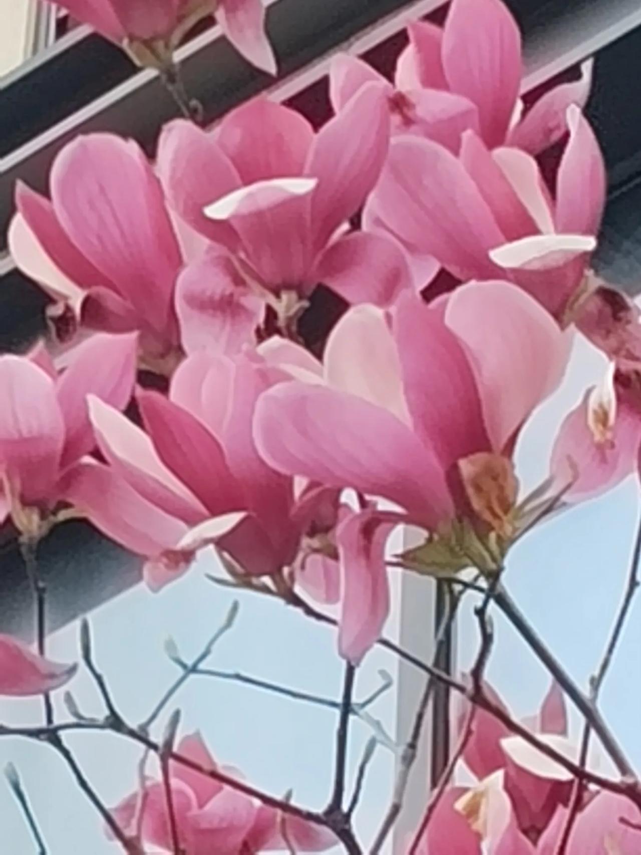 [玫瑰]清晨的鲜花，永远芬芳！结下的缘分，永远不忘！满满的祝福，清晨送上！健康的