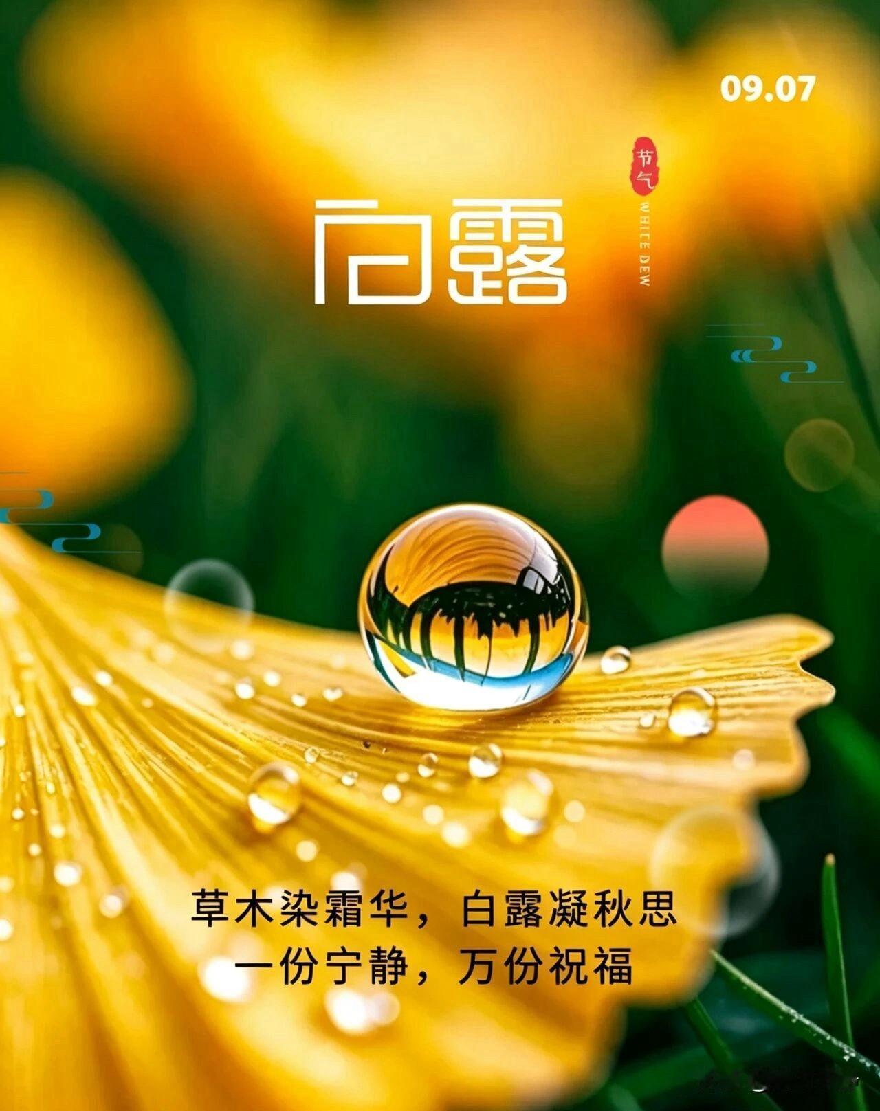 🍂²⁰²⁶/₀₉.₀₇ ᵕ̈ 白露｜岁岁安暖☕️🍒🍑
蒹葭凝露，白露成诗，