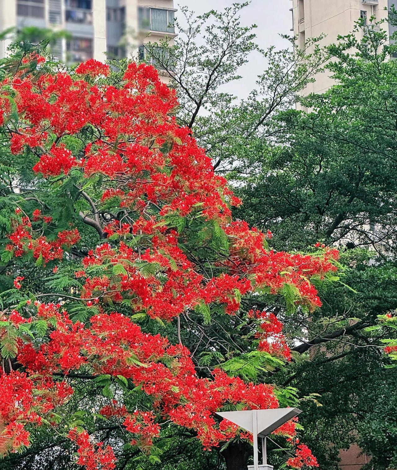 红花怒放如火焰，绿叶衬托更娇艳，城市角落藏惊喜，随手一拍皆风景。凤凰花开了！