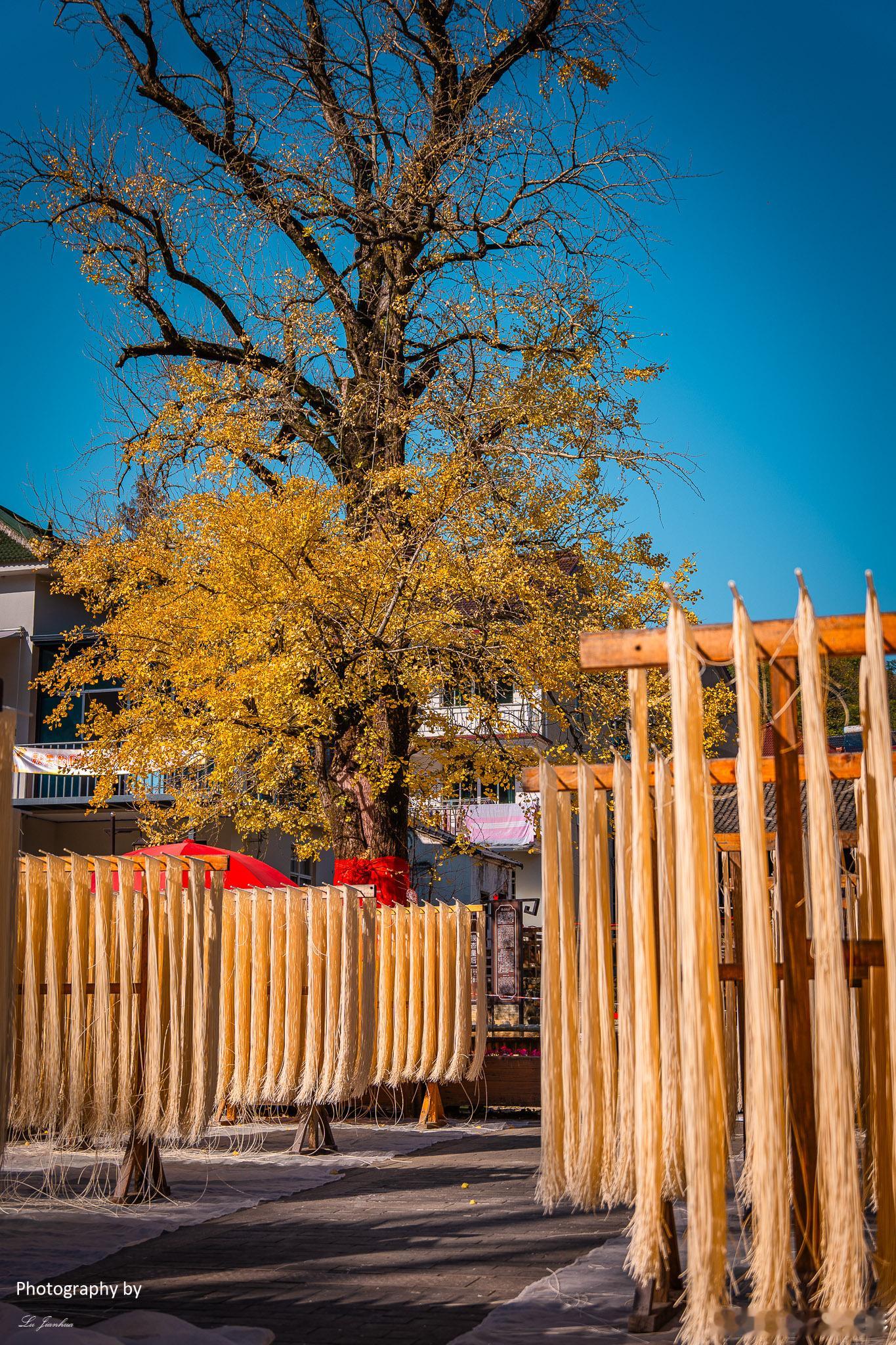 浙江长兴八都岕十里银杏长廊，那段金黄色的美好记忆。 