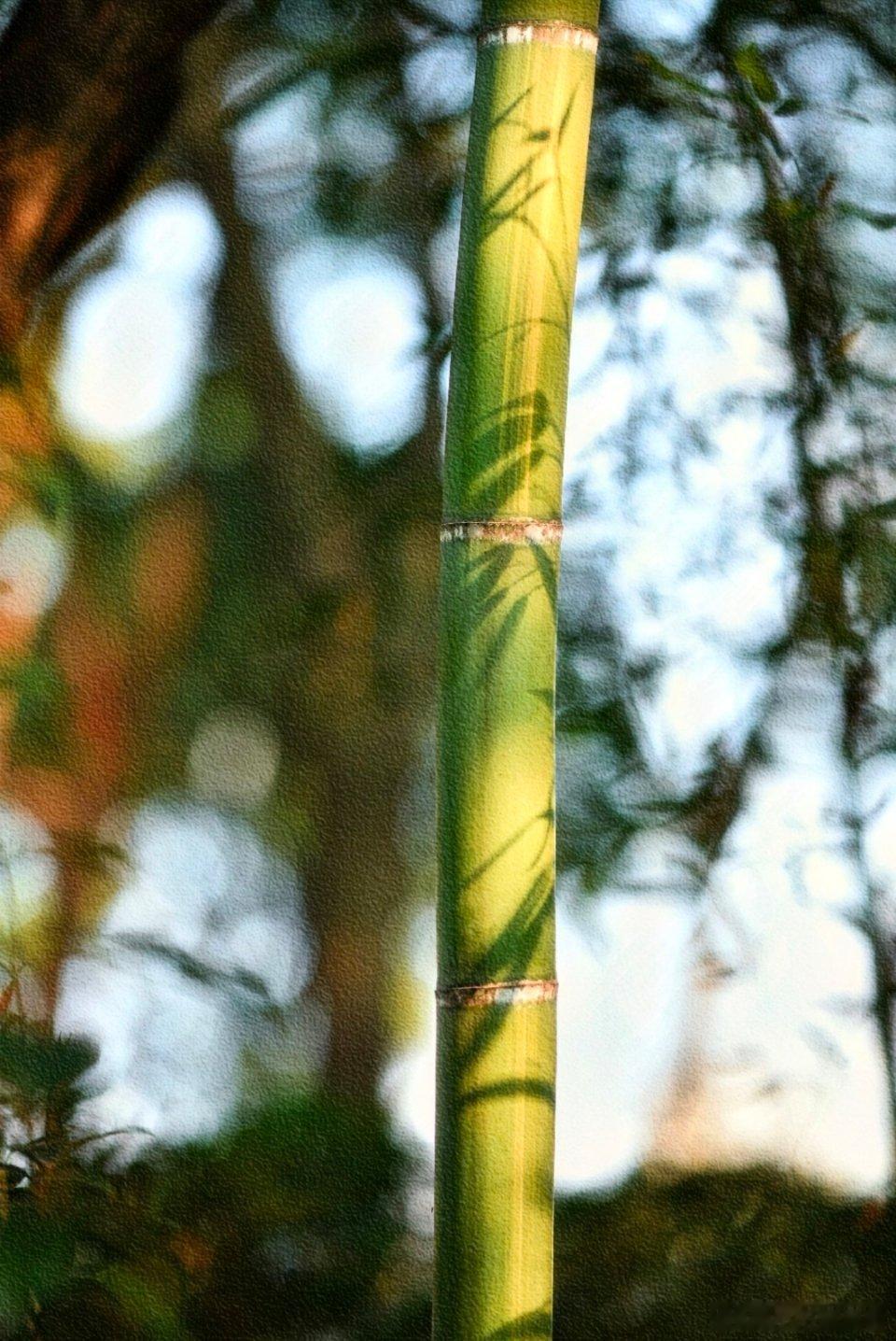 节节向上怀虚怀之心，萧萧而立存不屈风骨[微风][微风] ​​​