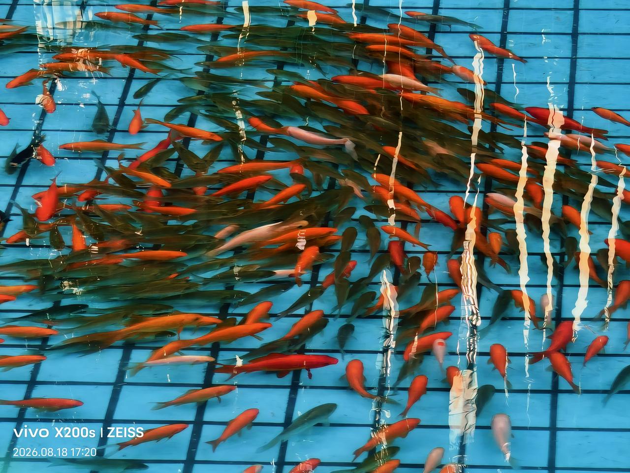 大家一起交好运、发大财
        人们常说见到鱼儿在水中转圈，会给人们带来