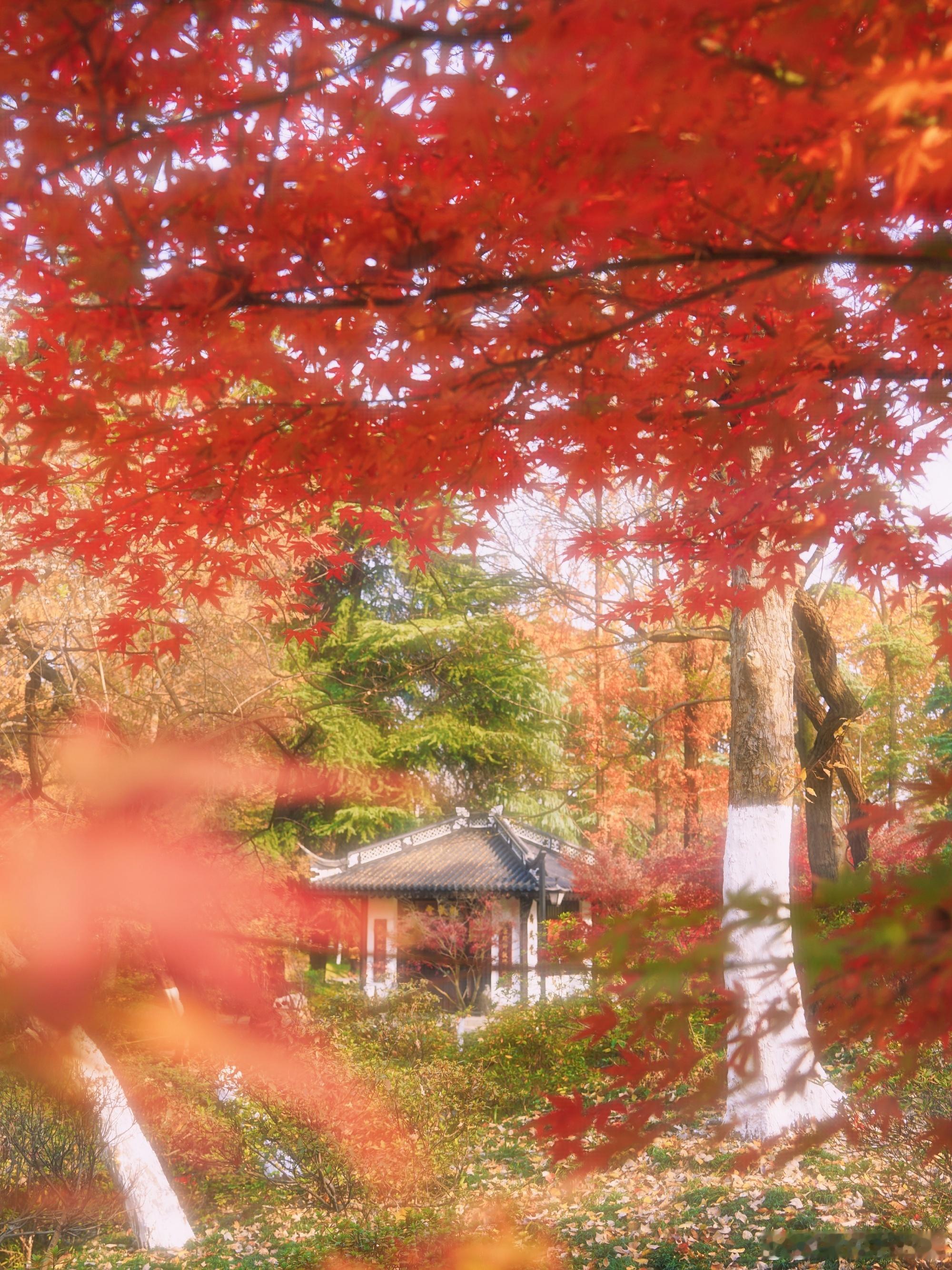 在合肥终是没走出逍遥津的红枫如果在合肥你不知道去哪里？那你去逍遥津一定没错！在合