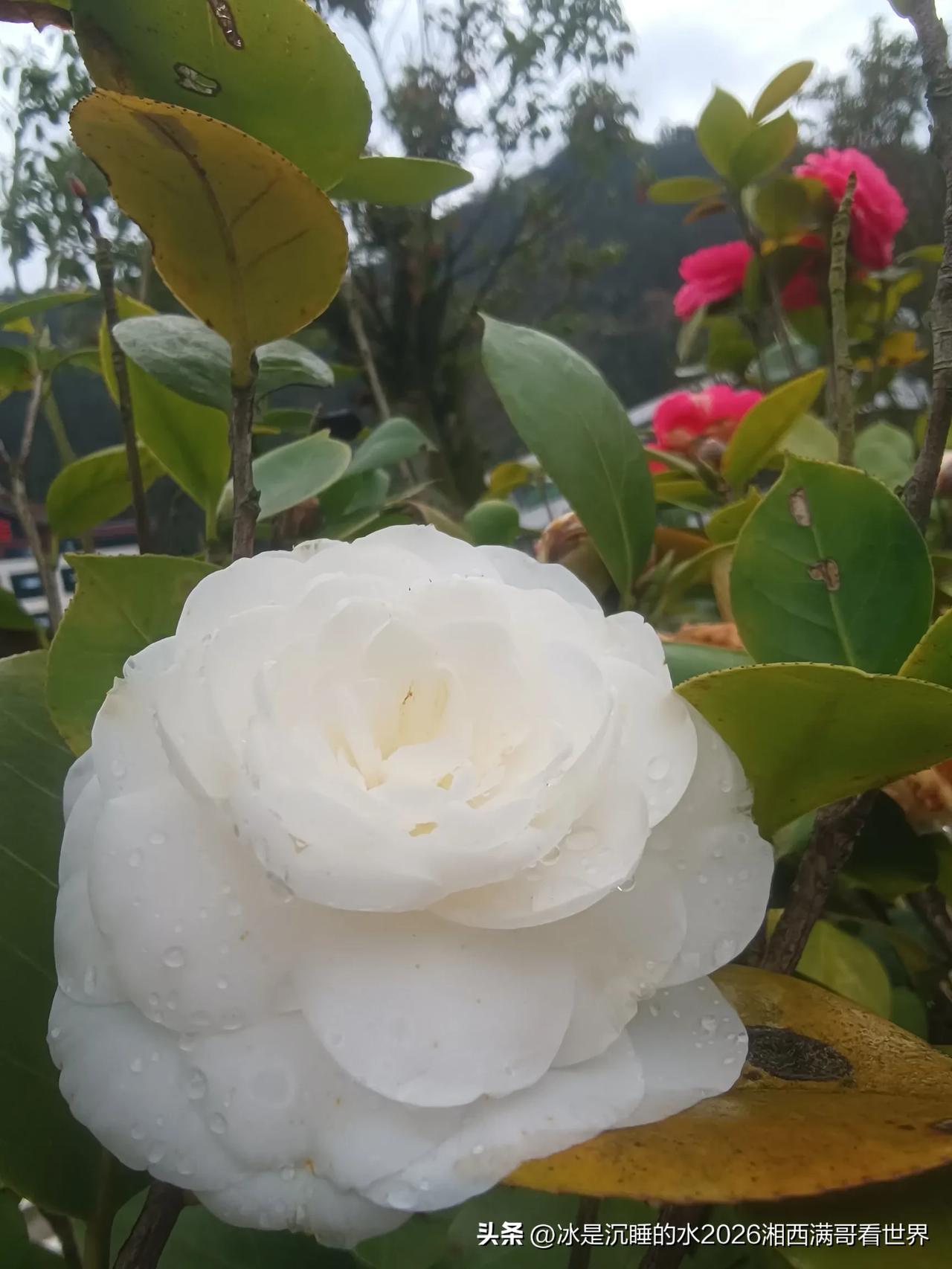 春无三日晴，夏无十日雨。