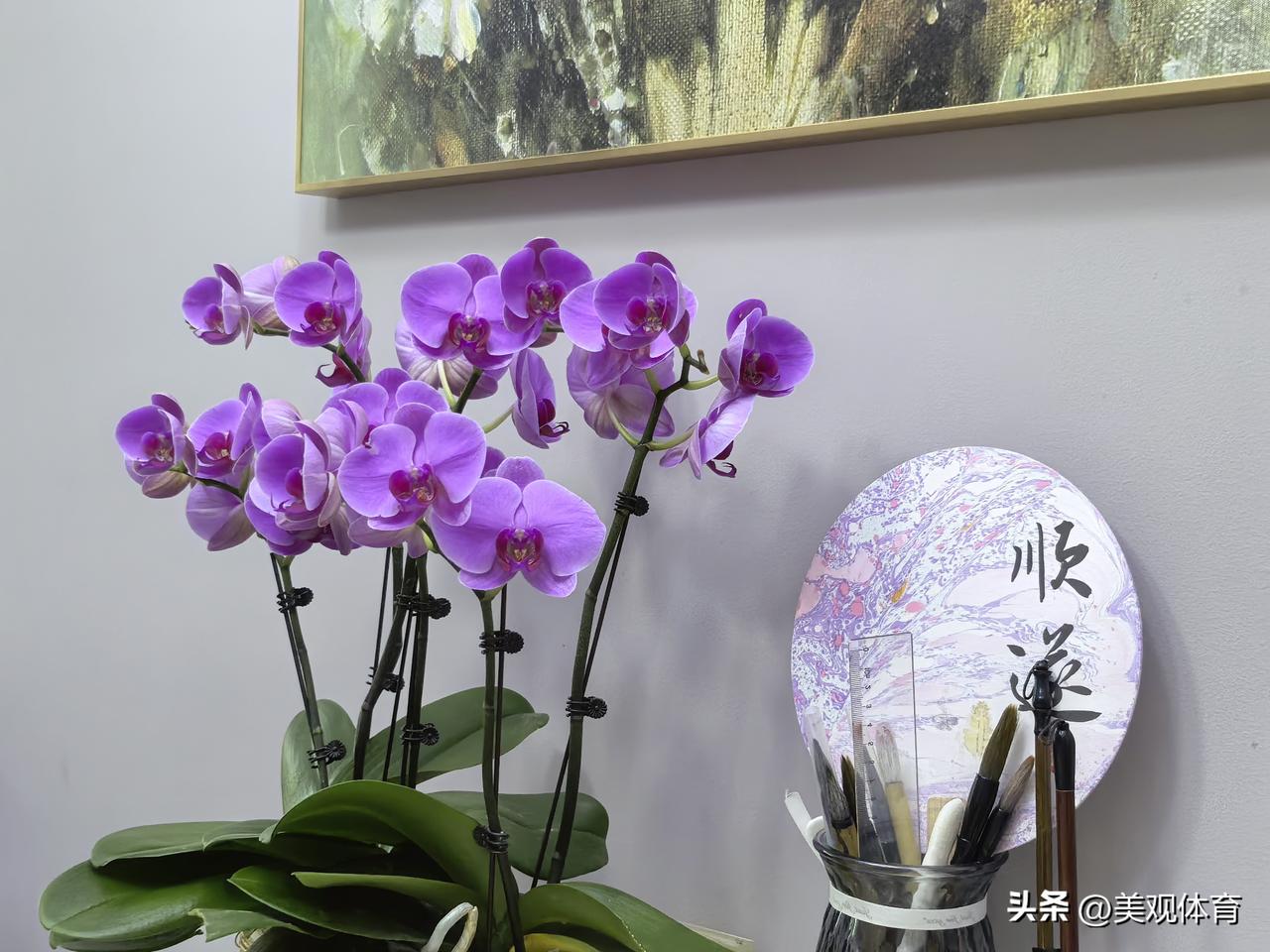 如何让蝴蝶兰一年四季都开花🌼