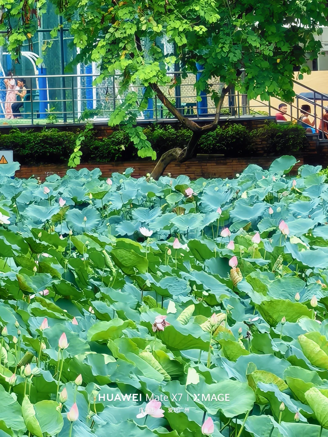 广州长洲岛的深井荷花池开始开花了