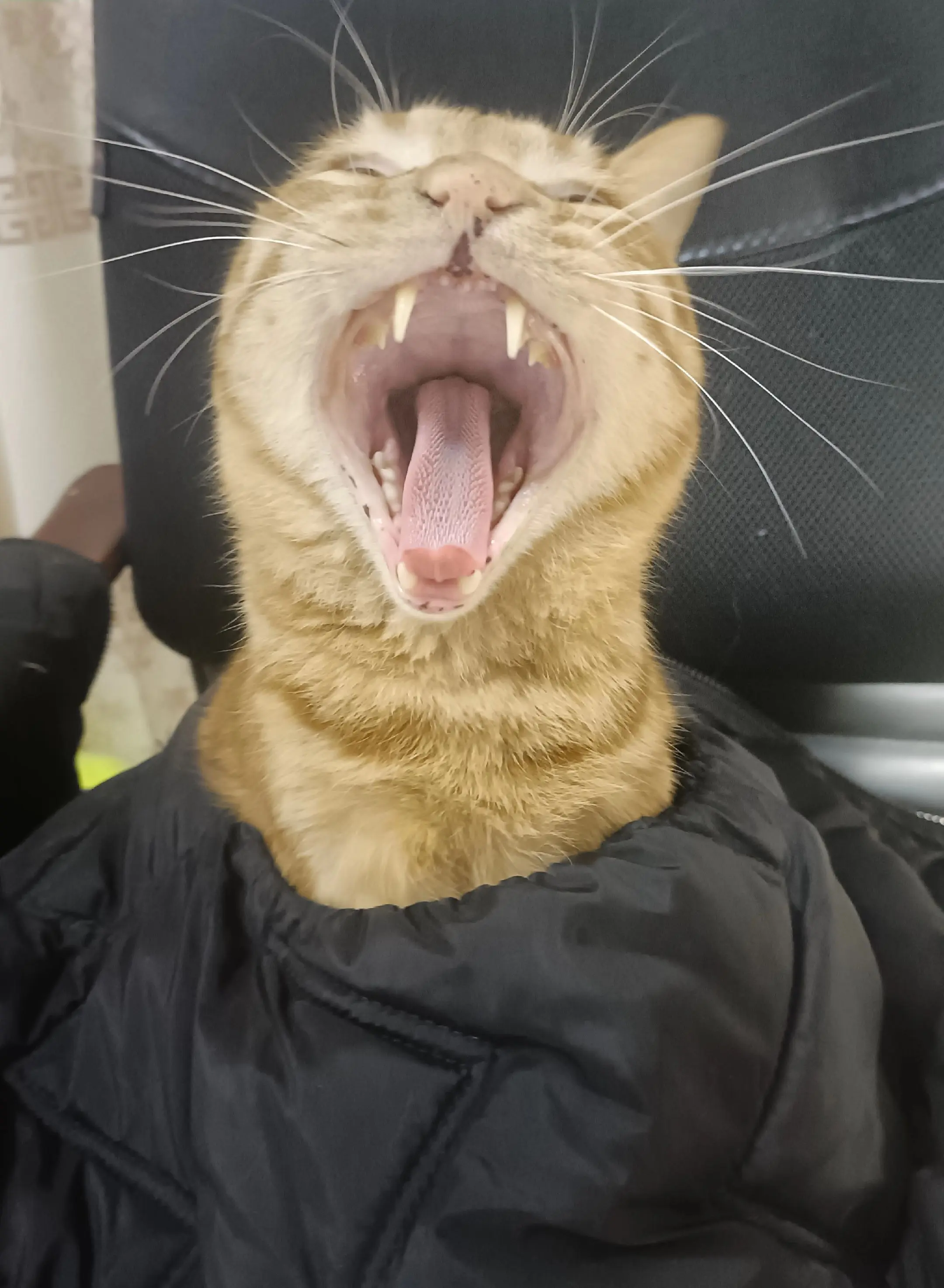 邪恶三脚猫咪🐱。萌宠出道计划