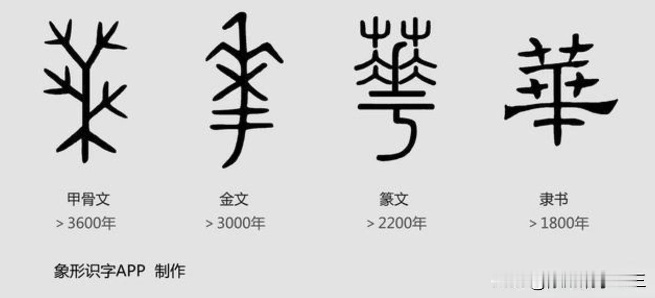 华，这个字跟华山有什么关系？
从甲骨文的字形来看，应该是没有什么关系。
关于中华