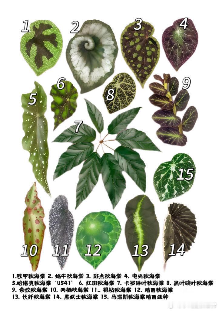 秋海棠能有多少种样子从名字到长相都脑洞大开的植物原来秋海棠藏着这么多小秘密！从形