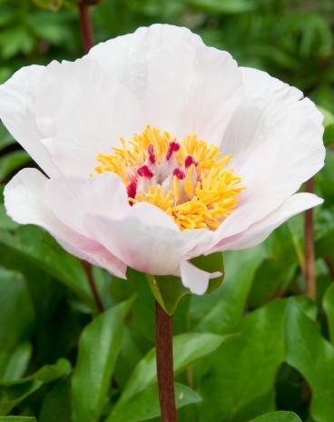 晒一张你拍的花随手拍～