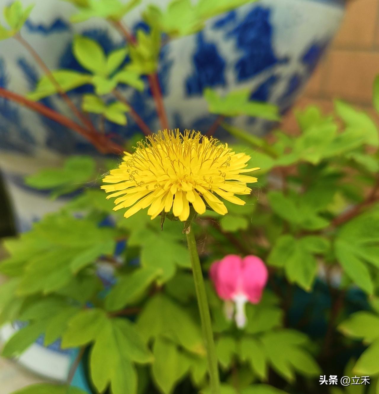 仔细观察蒲公英的小黄花，真是太好看了，一层又一层，重重叠叠！
在我家的荷包牡丹的