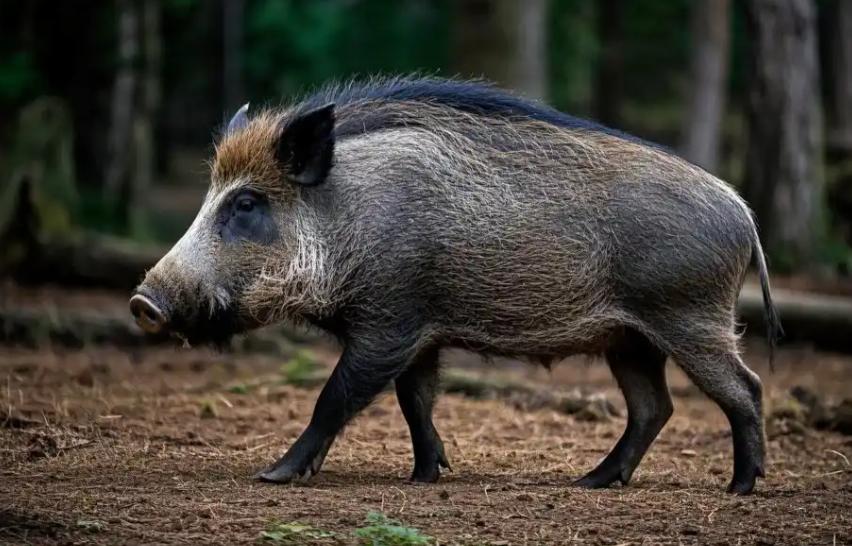 很多人并不知道，野外遇到野猪，千万不能跑，更不能装死，野猪虽然凶猛，但也有致命的