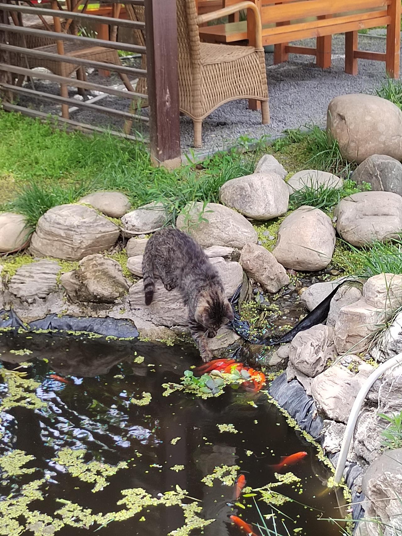 那只偷吃金鱼的馋猫
对金魚觊觎已久的那只馋猫终于成功了！它从水中叼起一条金鱼，快