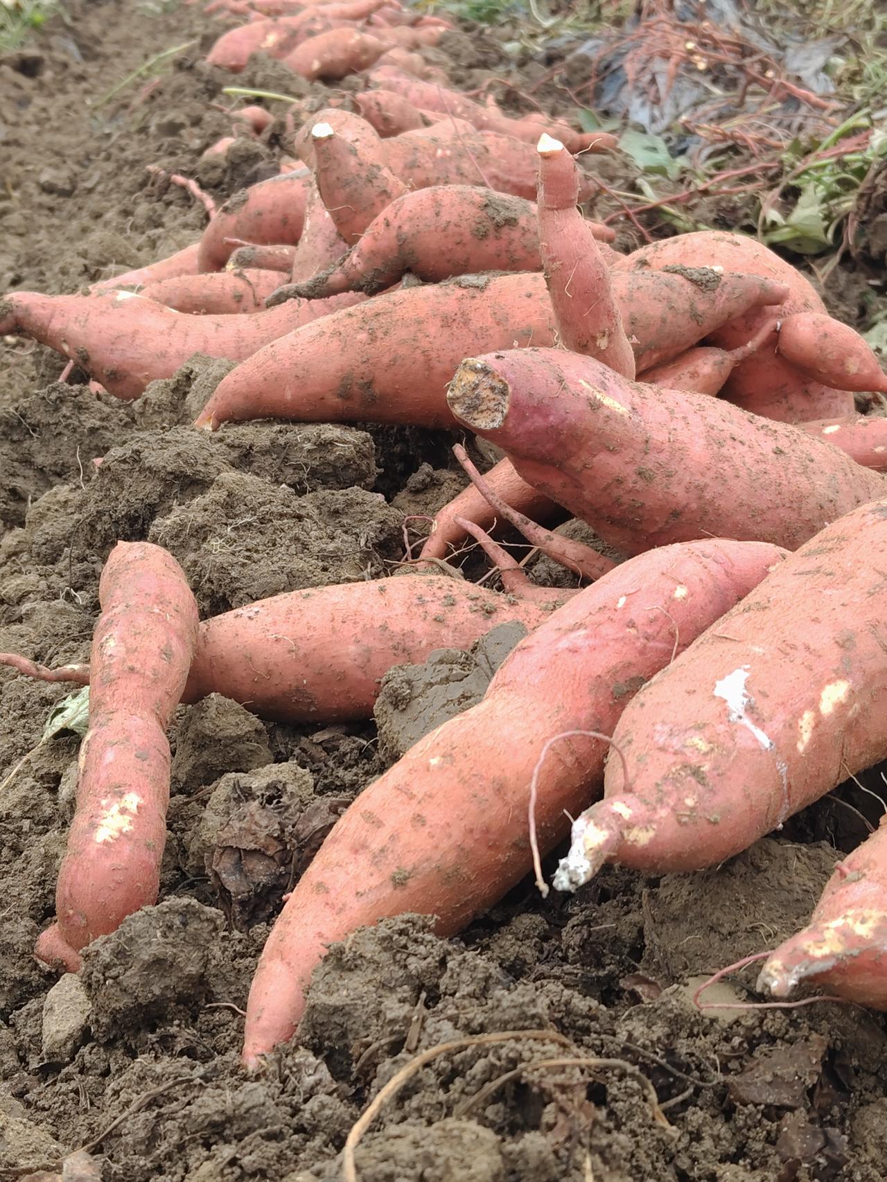 新鲜挖出的红薯，红润诱人，美味健康！红薯美食 红薯土豆